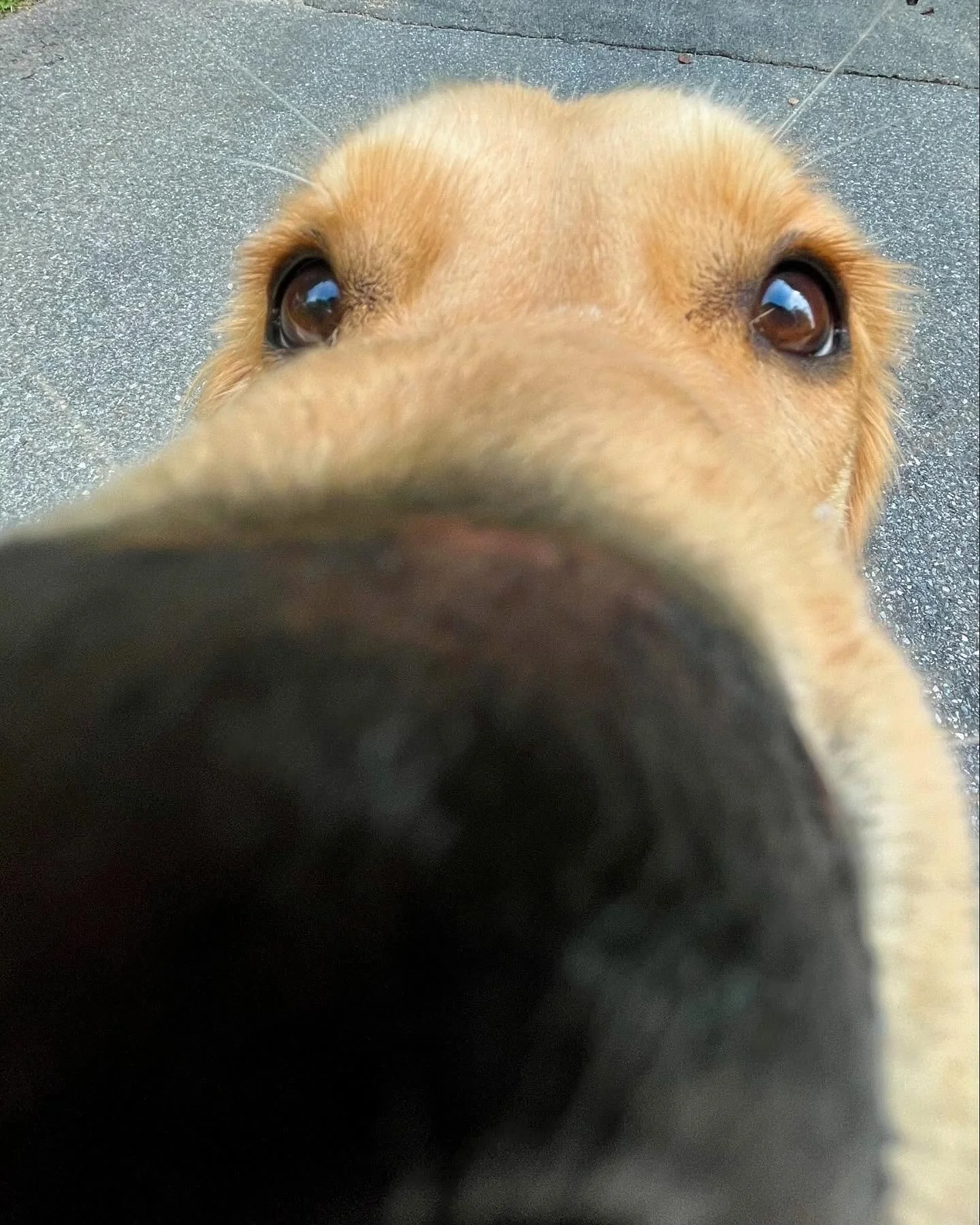 We can&rsquo;t get enough of these goofy goobers 😝🐶 Their silly antics and adorable faces make every day feel like a walk in the park! 

.

Photos by Natalie, Faith, Yungee, Mark, Dee, &amp; Lauren 📸 Post by Natalie! 

#dogwalkingservices #dogwalk