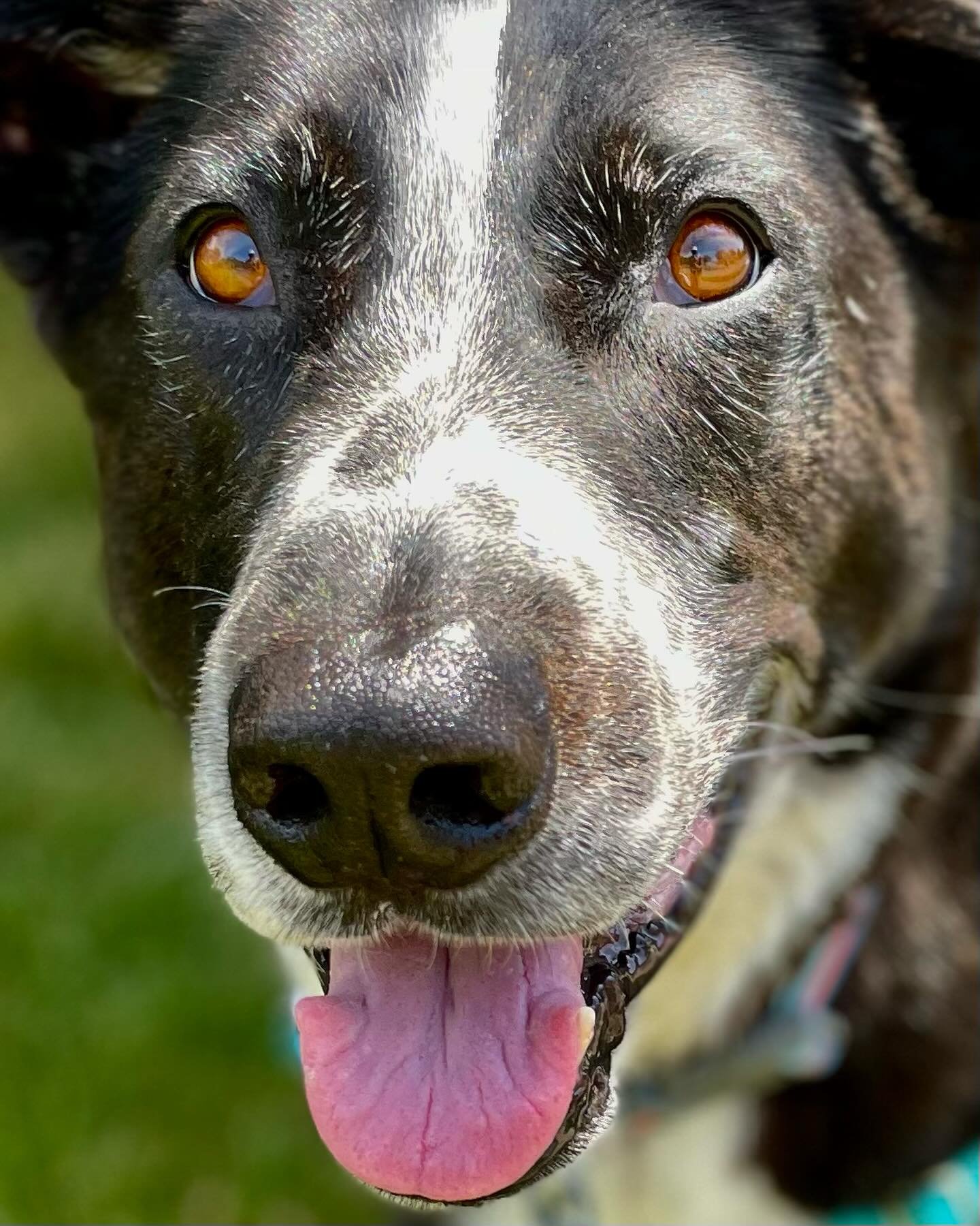Eyes part II 👀

We&rsquo;re as entranced as ever by the beautiful gazes of the Pet Fit pups! They look as us with trust, joy, curiosity, and silliness, and we can&rsquo;t get enough of their endless expressions. 

Can you spot your dog in the lineup