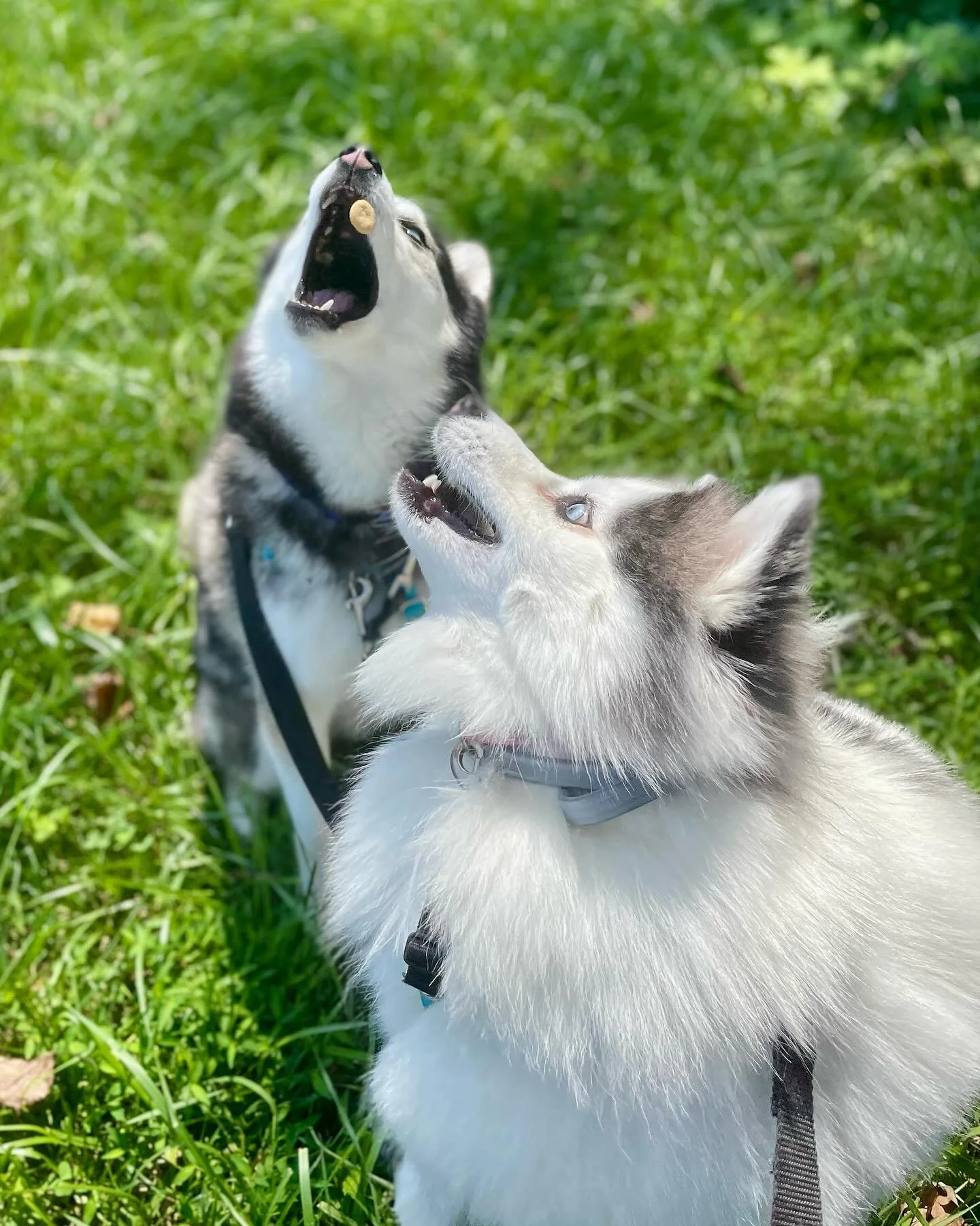 It&rsquo;s #TreatTossTuesday 🦴🐕🎉

No matter how toasty the summer temps have been, these Pet Fit pups are always ready to bounce into action as soon as some treats are involved 😆 

We always use low calorie training bites on walks to be easy on t