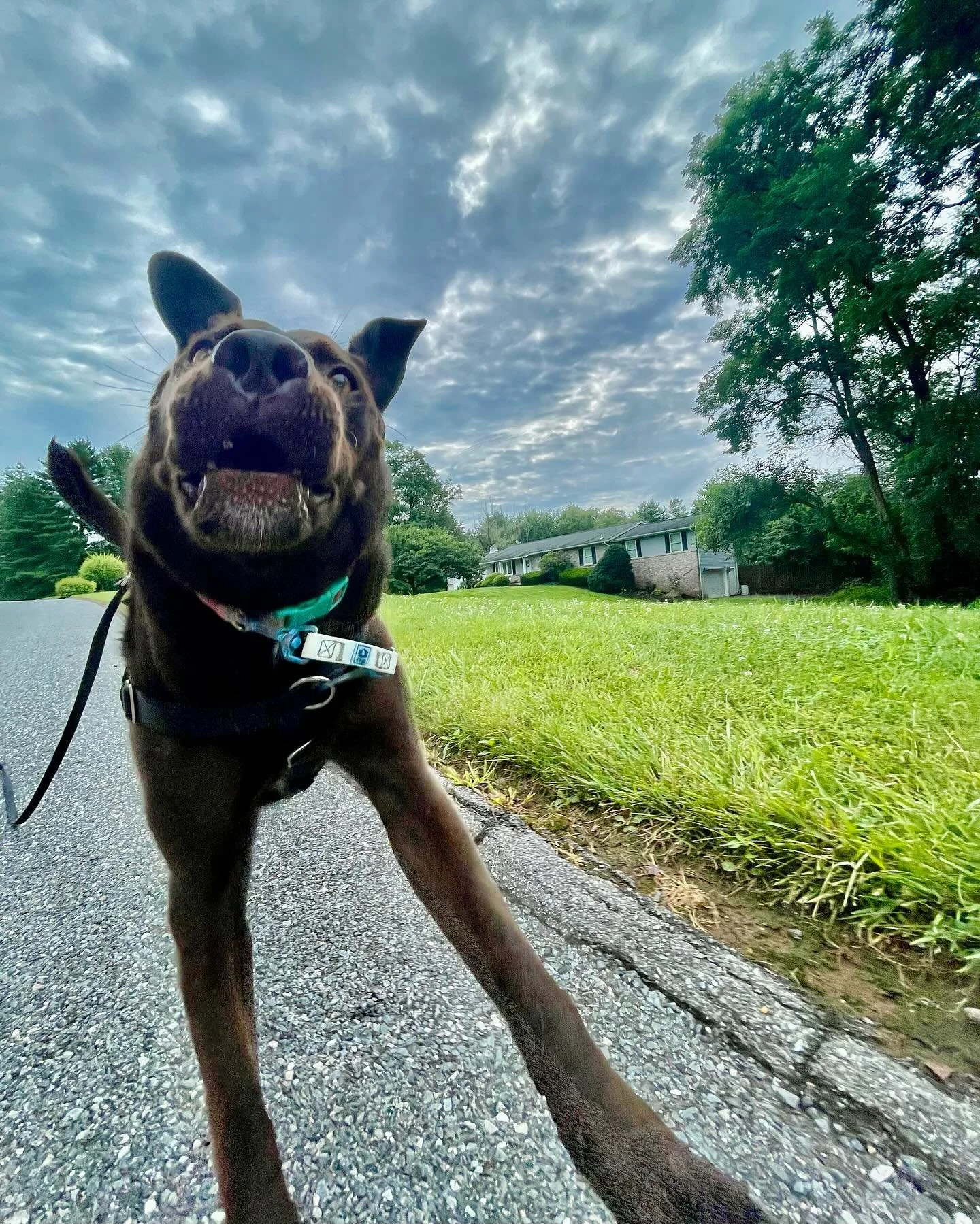 Zooming into the new month like&hellip;🐶🫨🏎️

Who&rsquo;s ready for August??😄

.

Photos by Natalie &amp; Yungee, post by Natalie! 

#dogwalkingservices #dogwalker #dogwalking #dogwalk #Columbia #howardcounty #ellicottcitymd #dogsofmd #marylandsma
