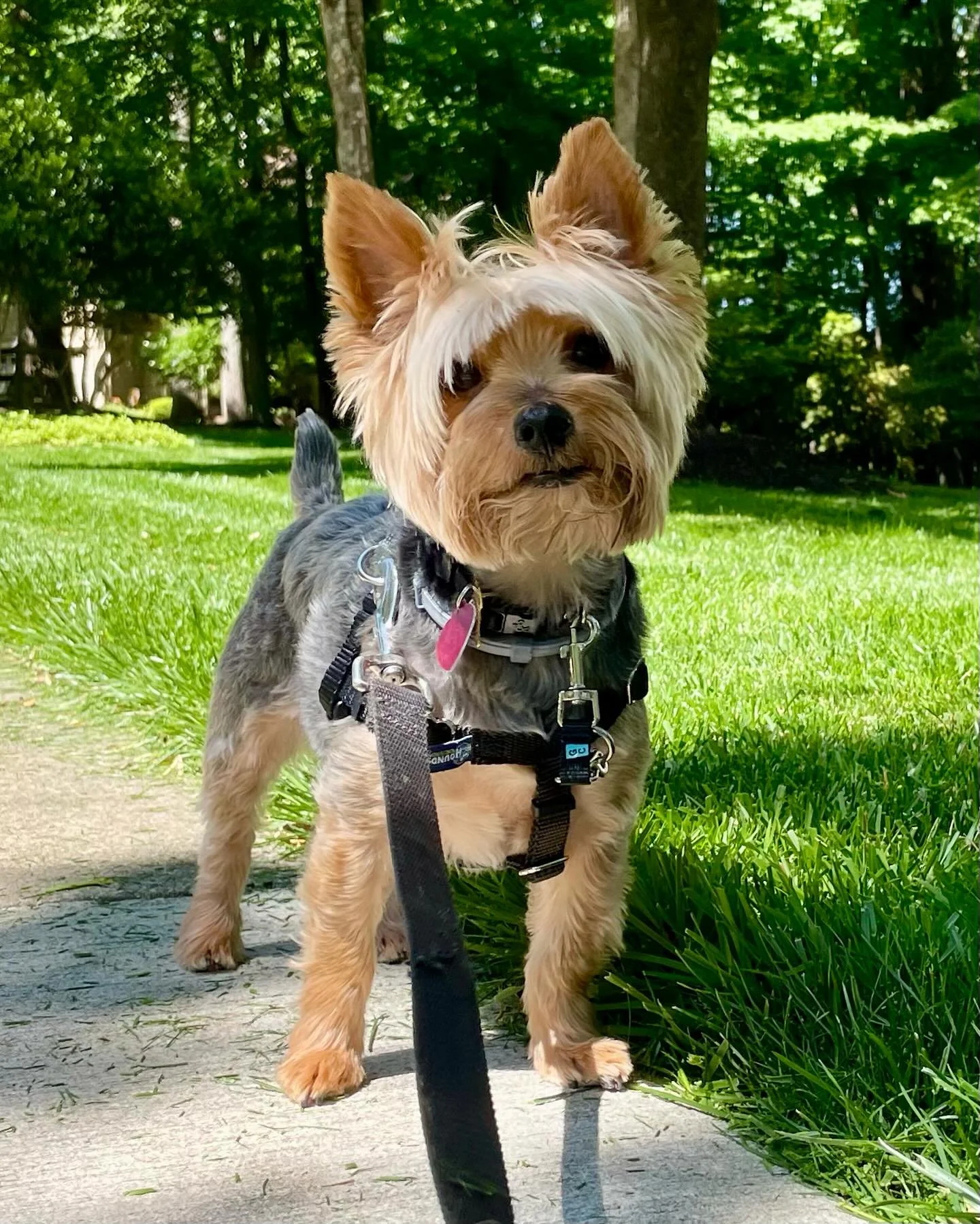 🐕🐕&zwj;🦺Breed Fun Facts🐩🦮

Today&rsquo;s Breed: The Yorkshire Terrier aka &ldquo;Yorkie&rdquo; 🐾

🐶 Tiny but mighty! Yorkies are a toy breed but within that tiny frame they have confidence, cleverness, and plenty of energy. 

🐶 Historically t
