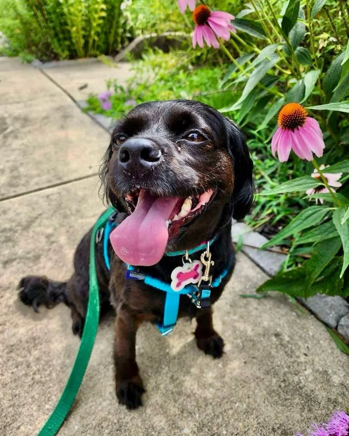 Some incredible smiles 😁 for your feed: 

Whether you need a mood boost or a break from work, these toothy grins and wagging tongues are the perfect pick-me-up. 

.

Photos by Sharon &amp; Natalie 📸 Post by Natalie!

#dogwalkingservices #dogwalker 