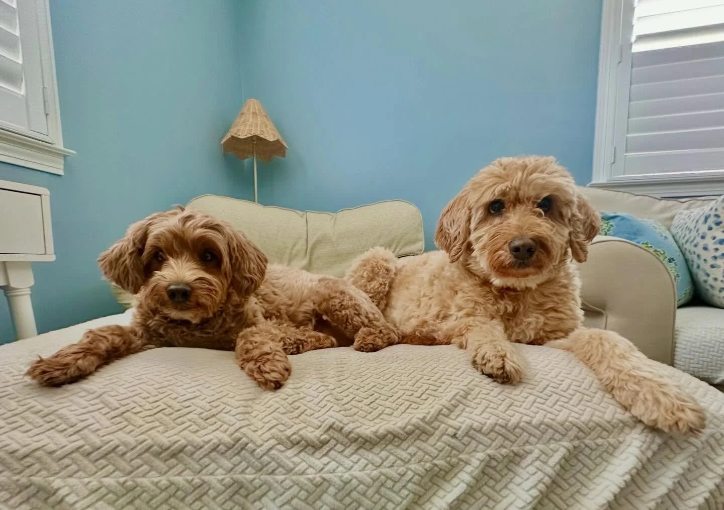 Hello from Fynnley &amp; Piper 👋 🐾