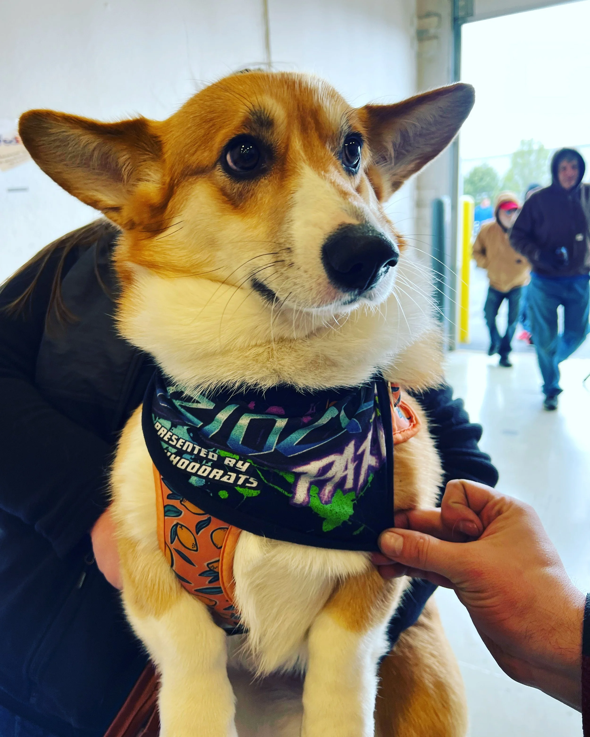 dogbandana.jpg