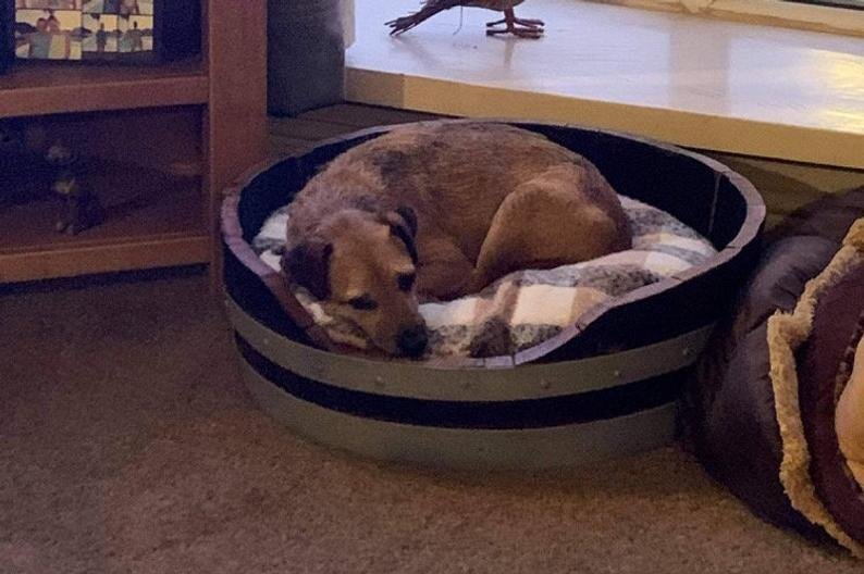 barrel dog bed
