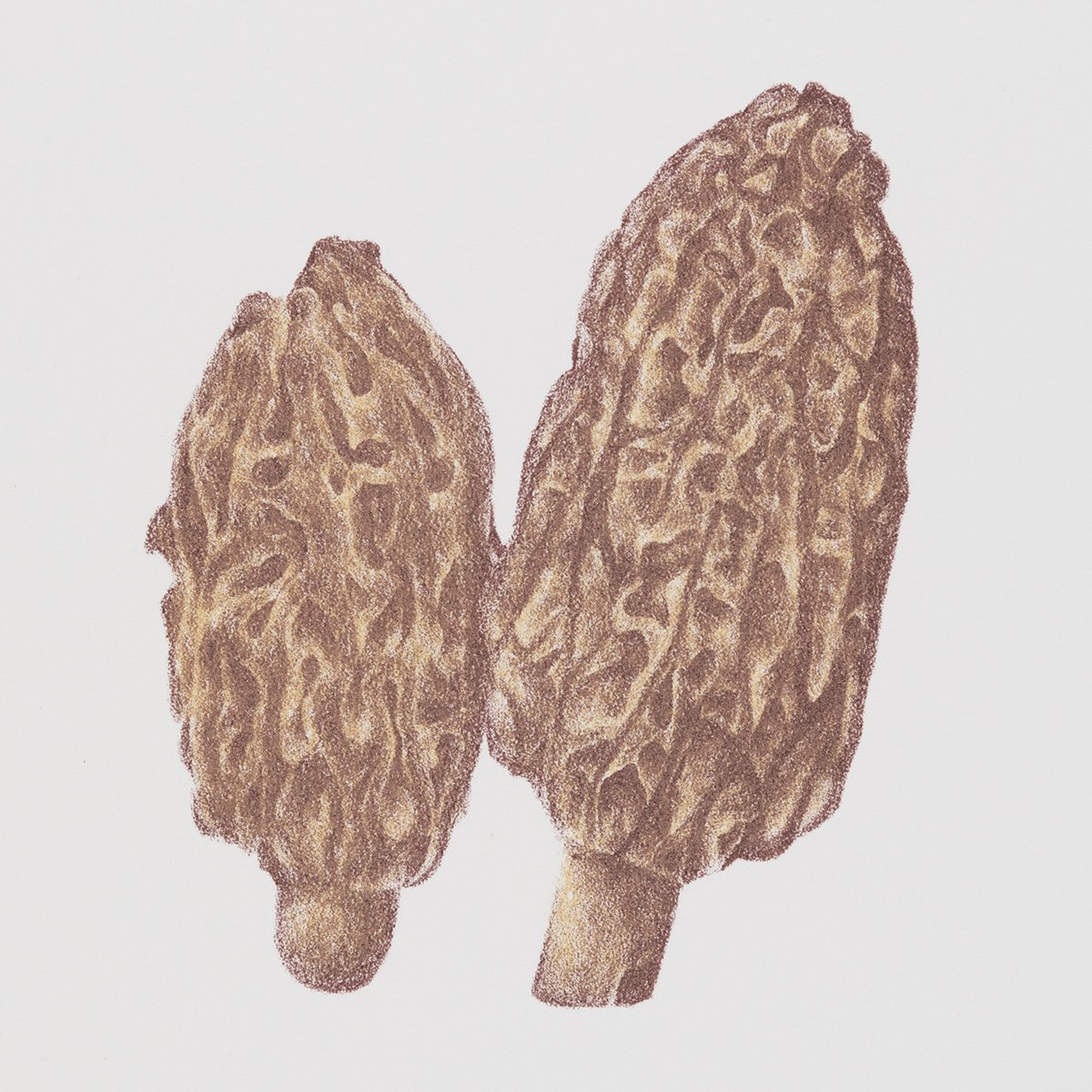 Les Morilles