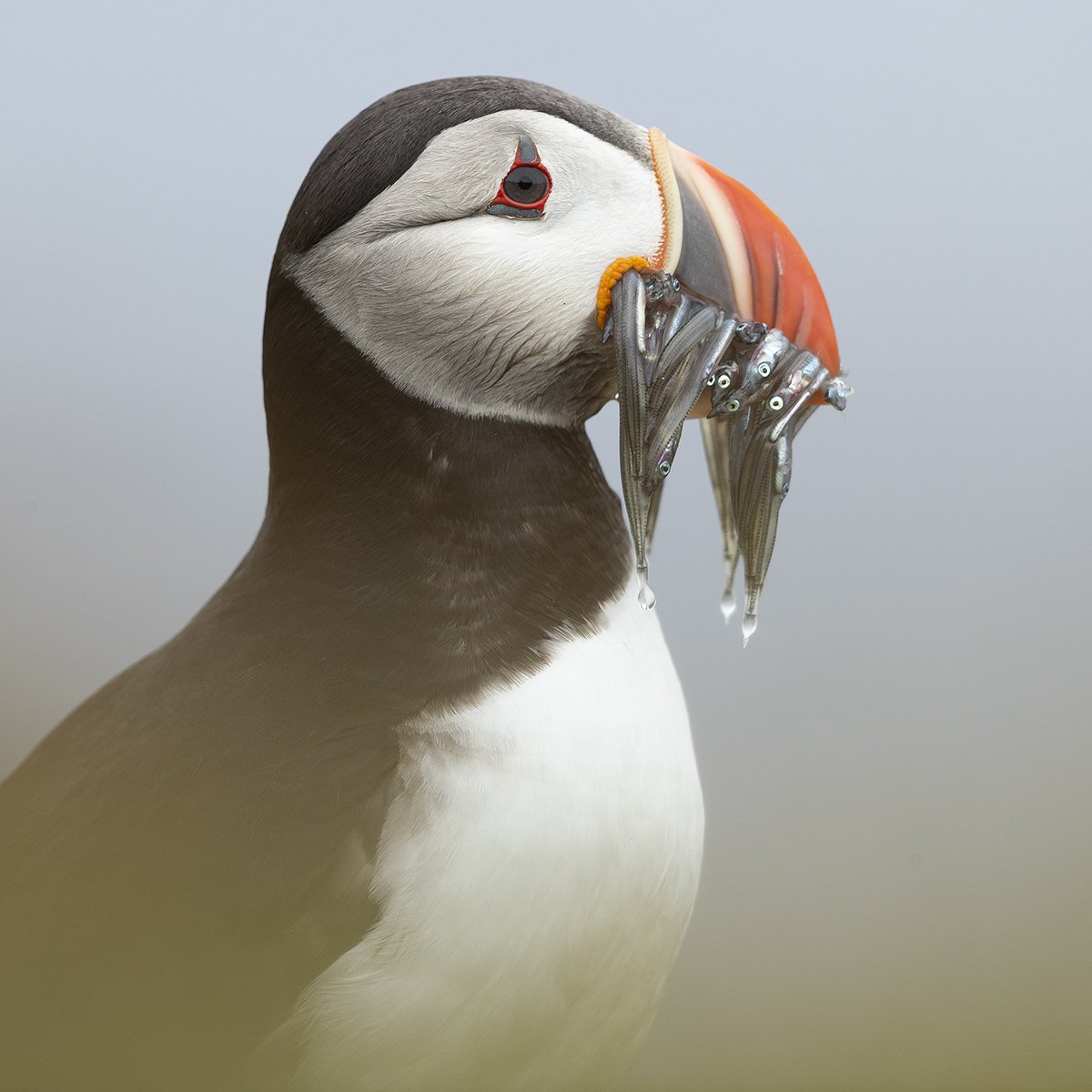 DB_Puffin-07.jpg