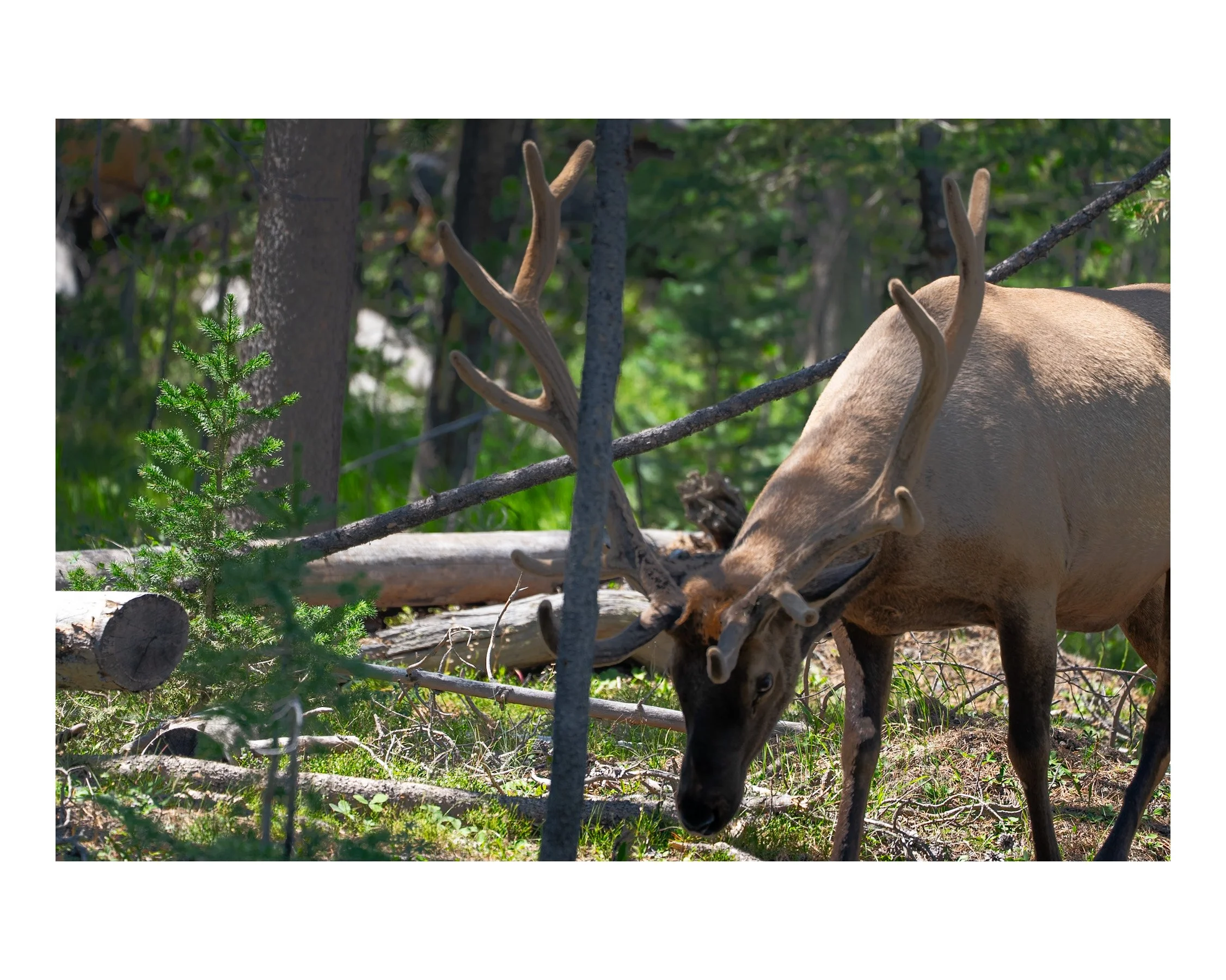 Elk