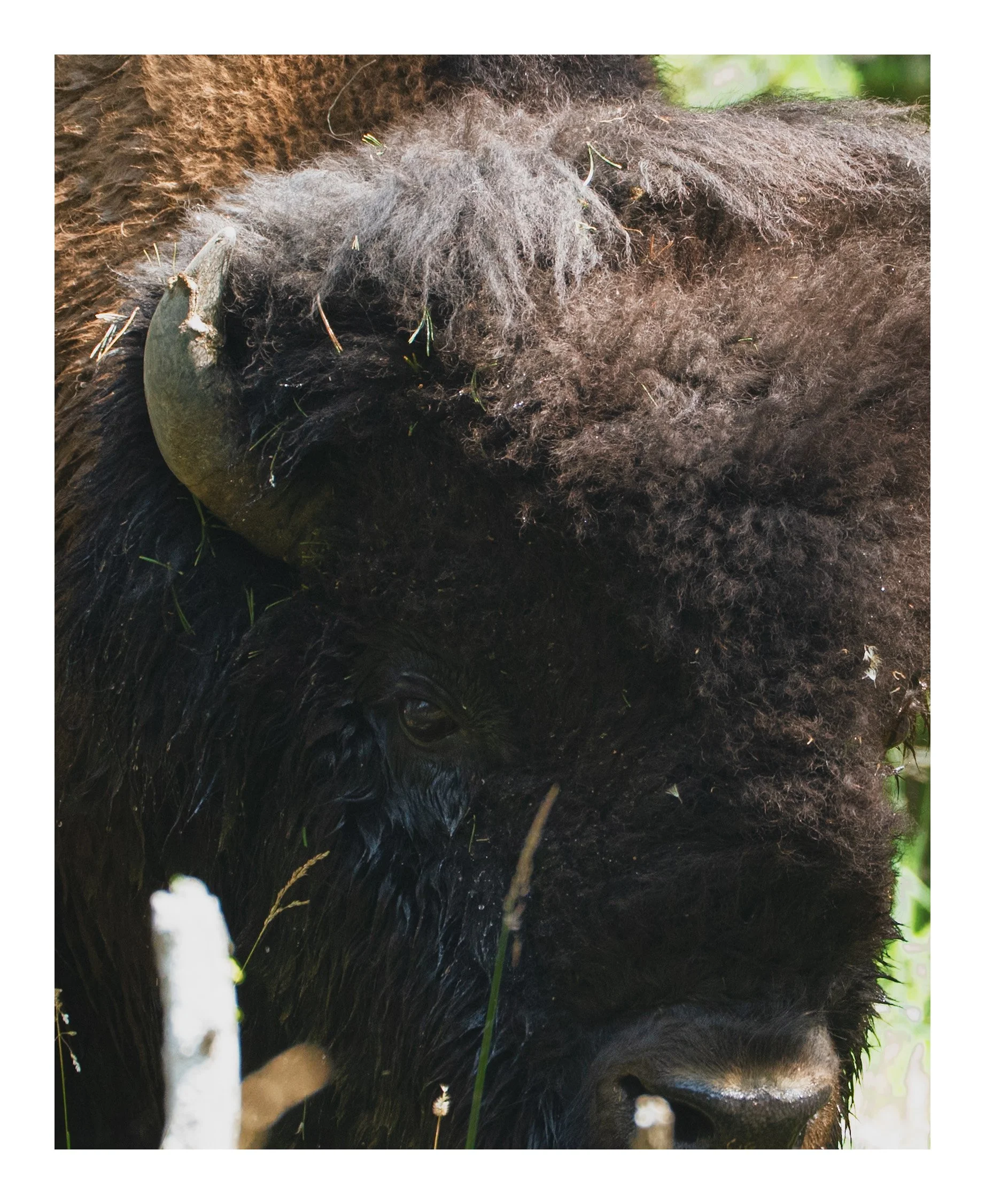 Bison