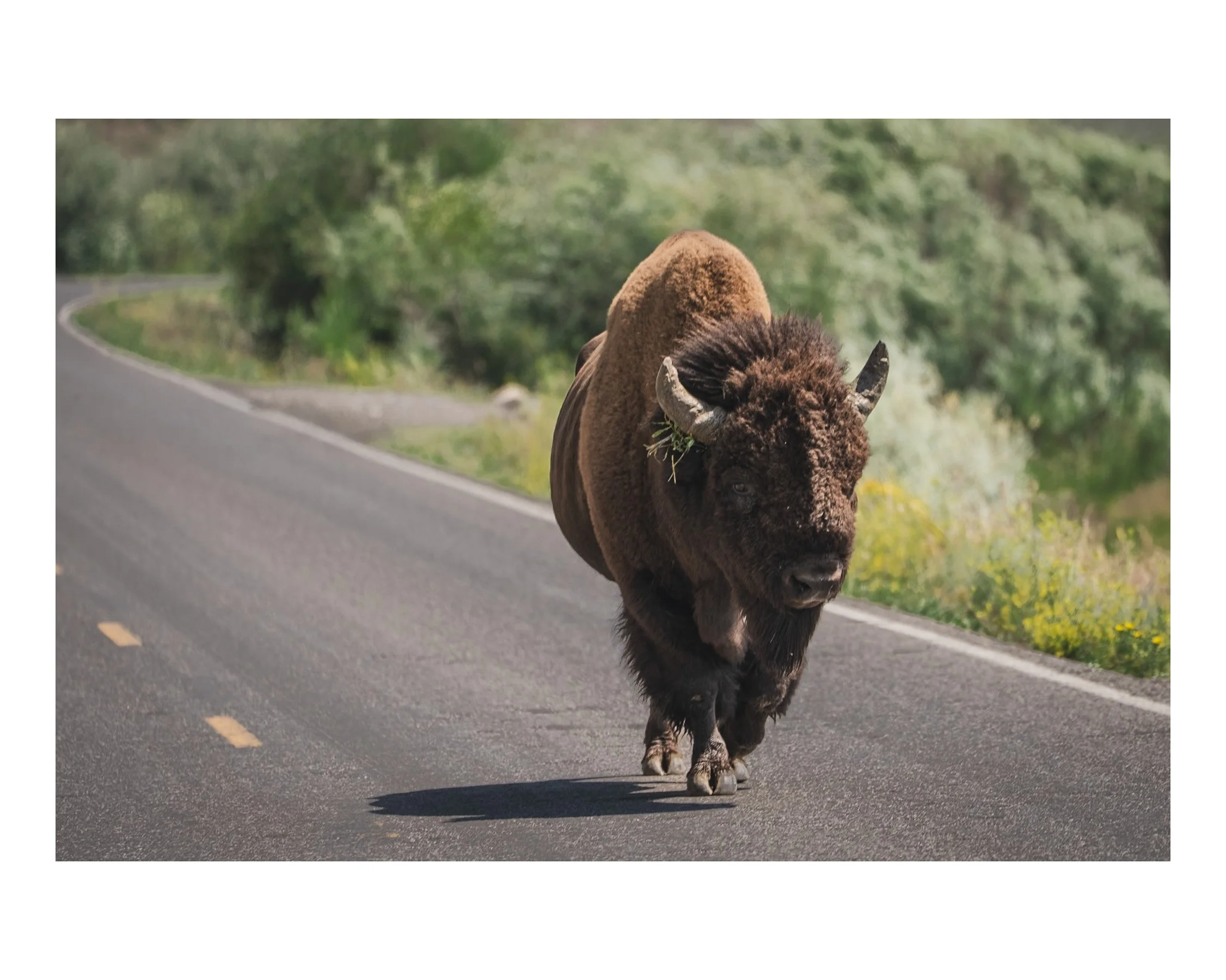 Road Bison