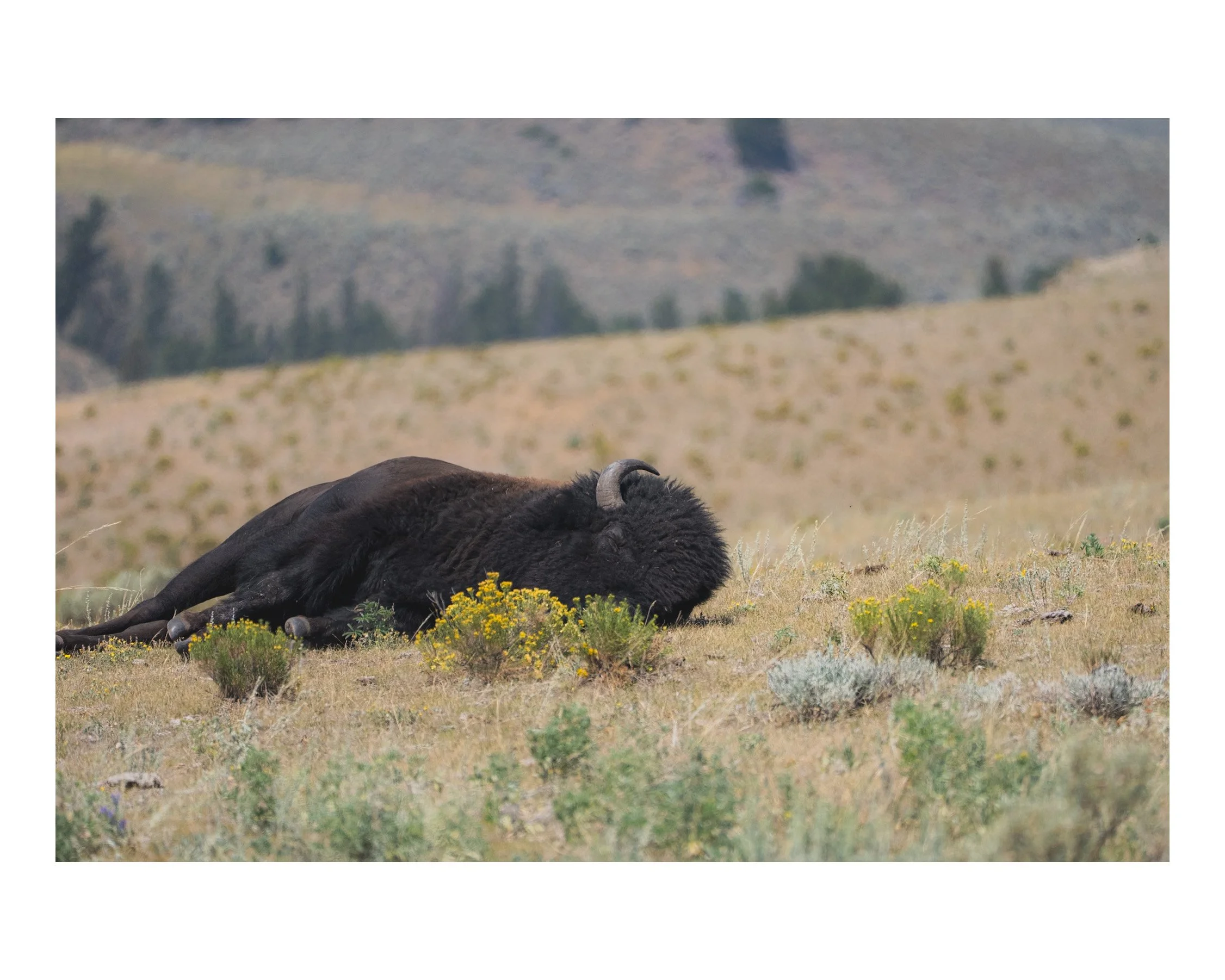 Sleepy Bison