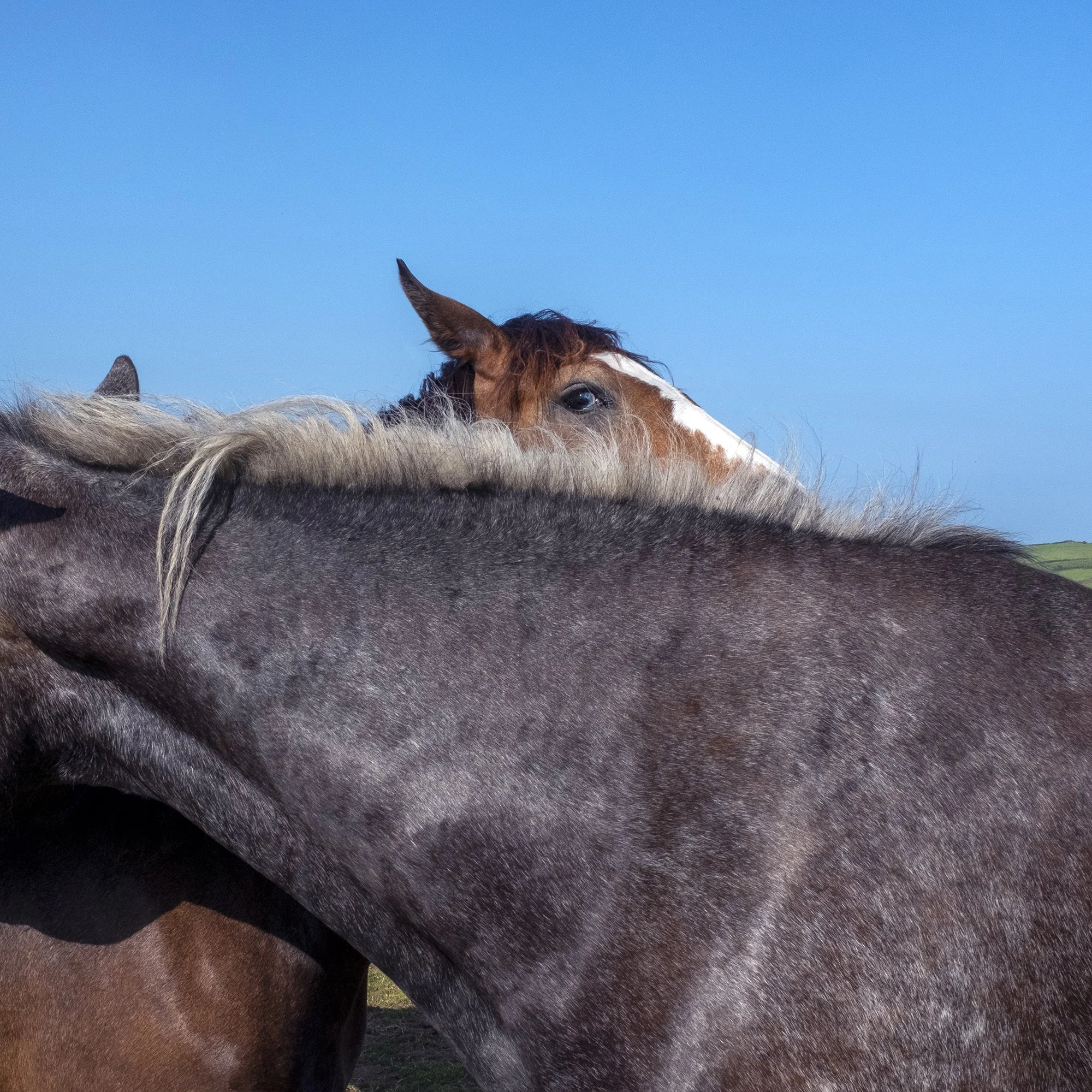 Close-up of the bodies of two horses, one gray and one brown, with noses and eyes visible against a blue sky background.