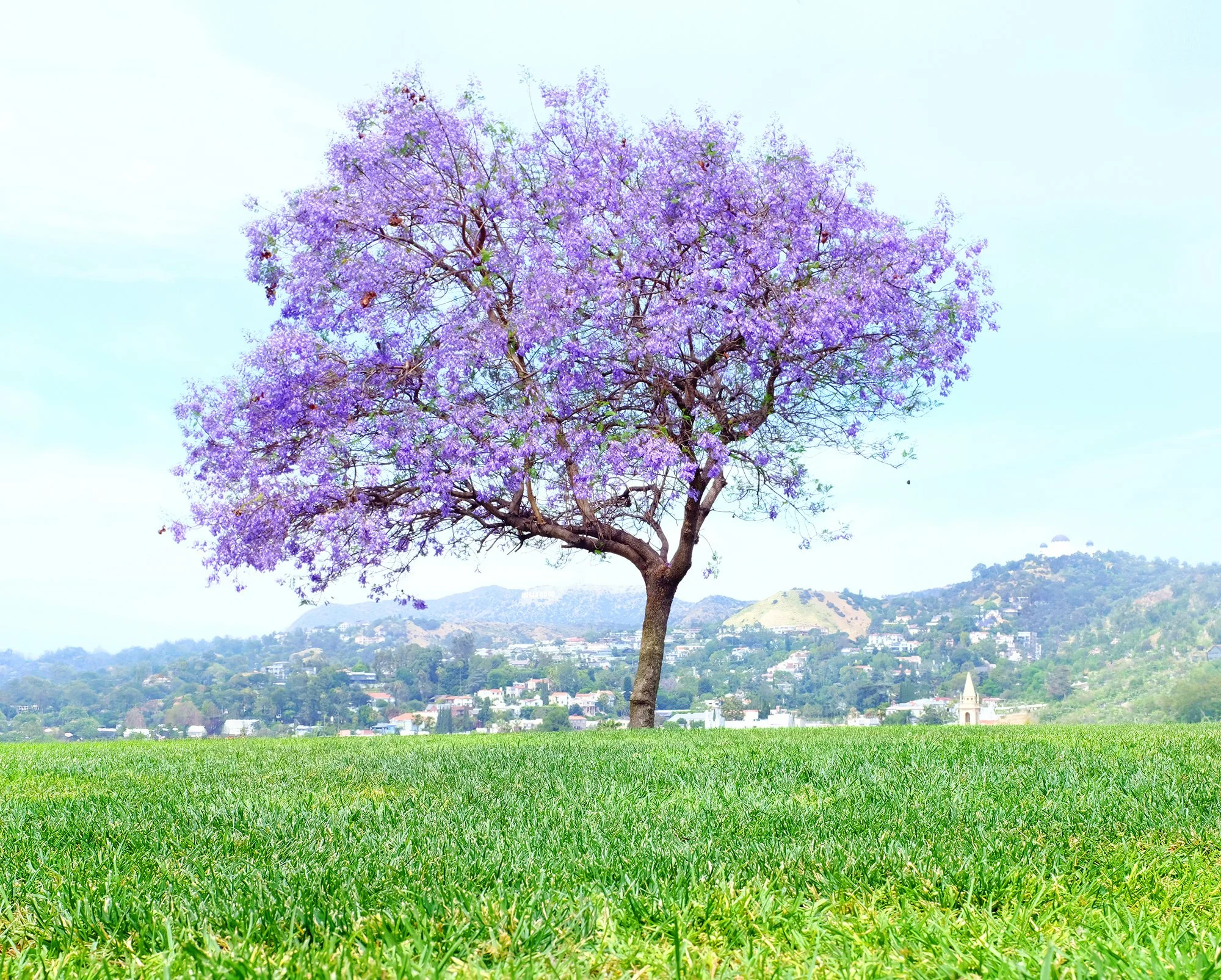A single purple flowering tree stands in a green grassy field with distant hills and a town in the background. LA
