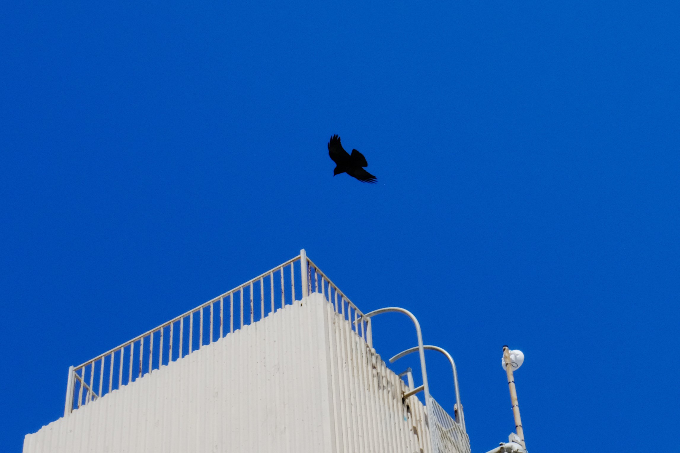 A black bird flying above a blue sky near the top of a white or light-colored structure, possibly an observation tower, with curved metal railings.