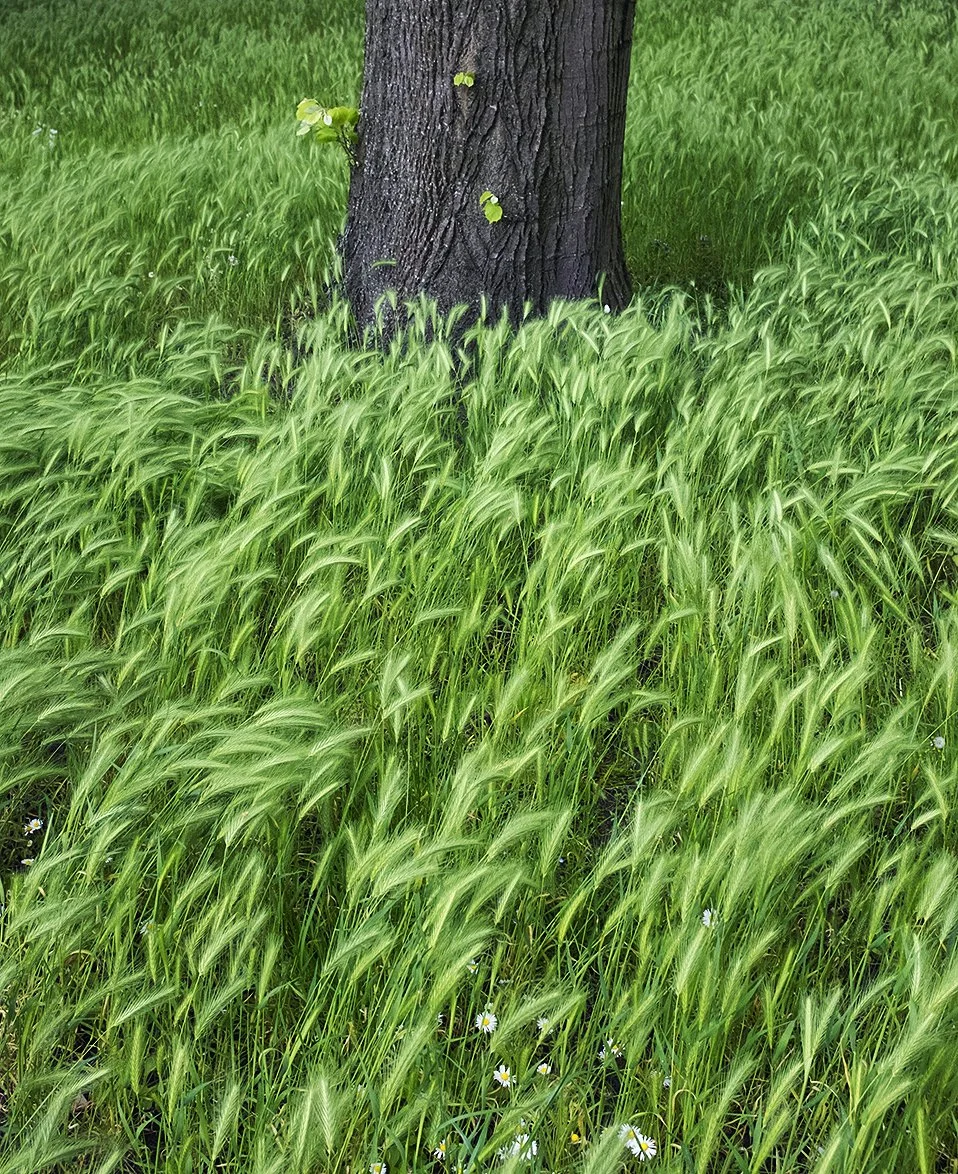 A close-up of a tree trunk surrounded by tall, green grass and small white flowers with yellow centers.