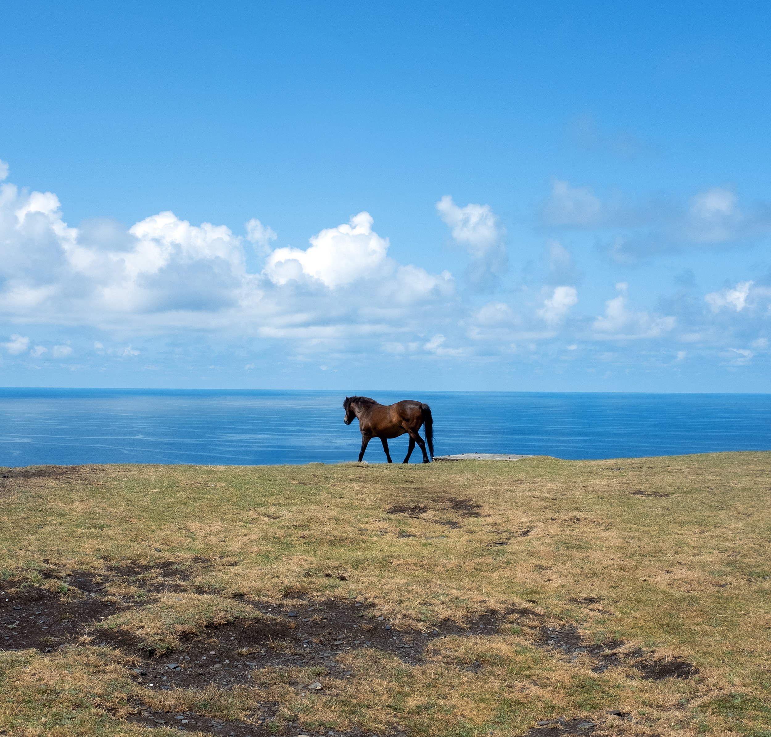 lonely pony