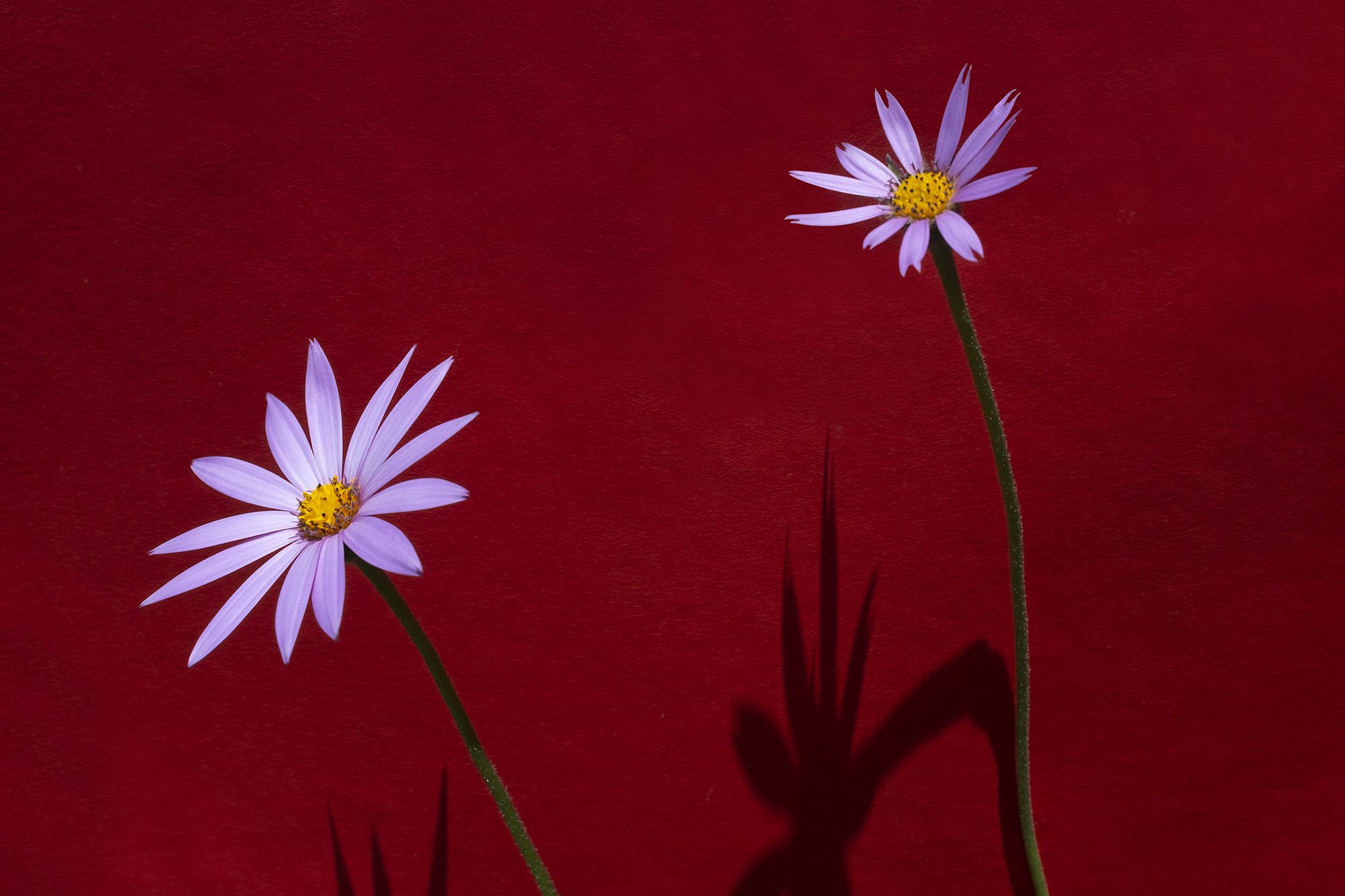 Two daisy flowers with light purple petals and yellow centers on green stems, cast shadows on a red background.