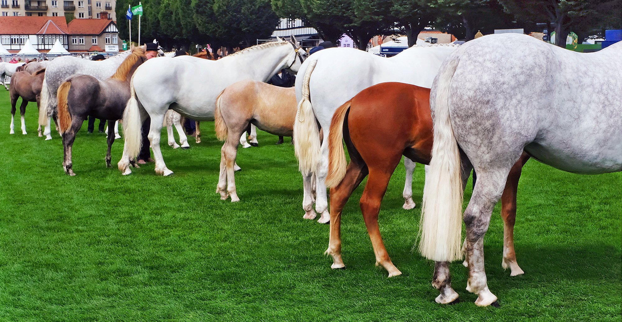 A line of various colored horses standing on green grass at an outdoor event, with buildings, tents, and trees in the background.