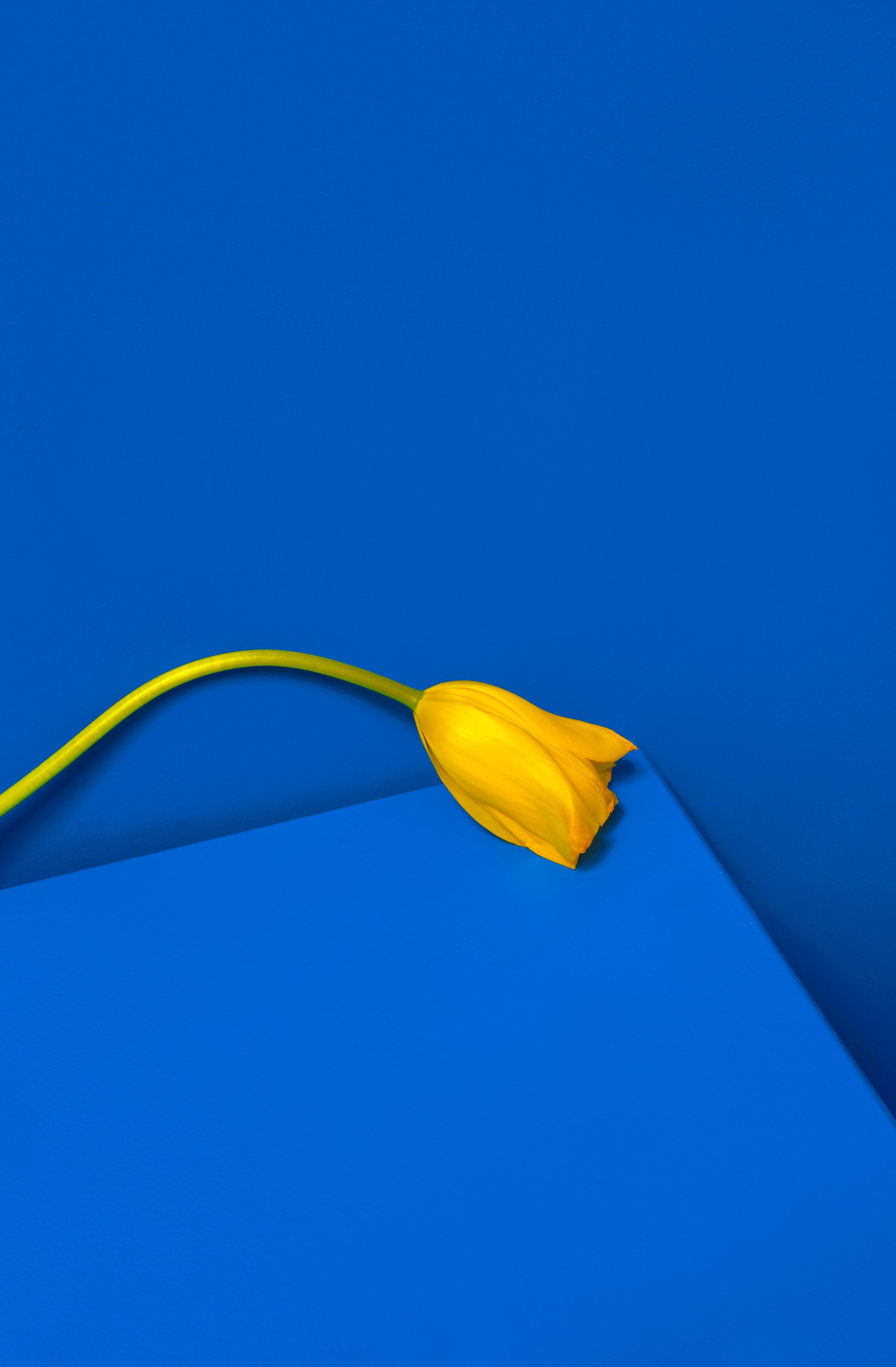 A single yellow tulip flower lying on a vibrant blue background with a curved shadow.