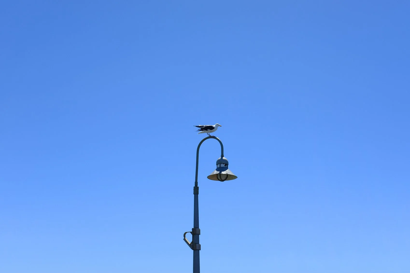 A seagull perched on top of a streetlamp against a clear blue sky.