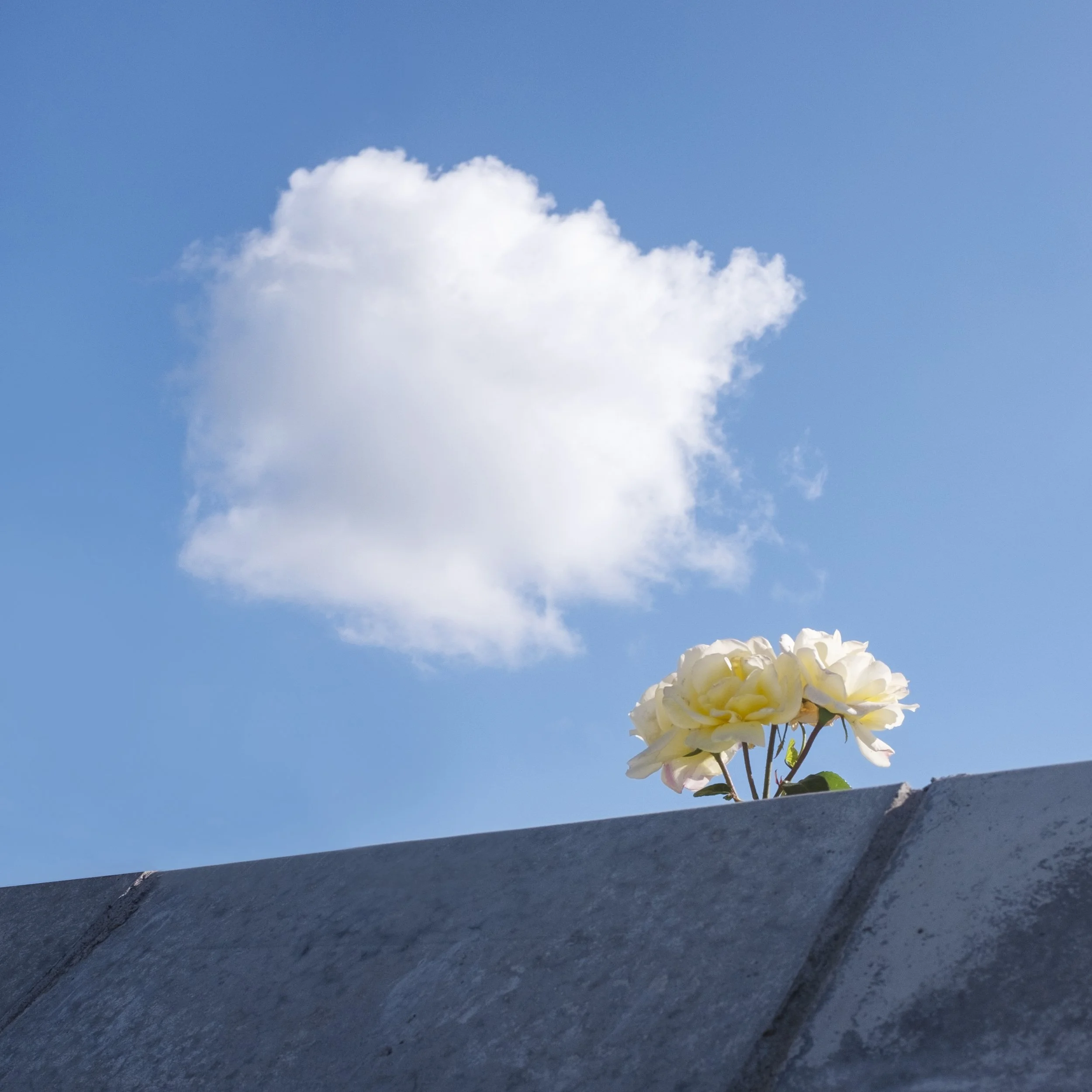 A cluster of white flowers growing on a ledge with a blue sky and a white cloud in the background.