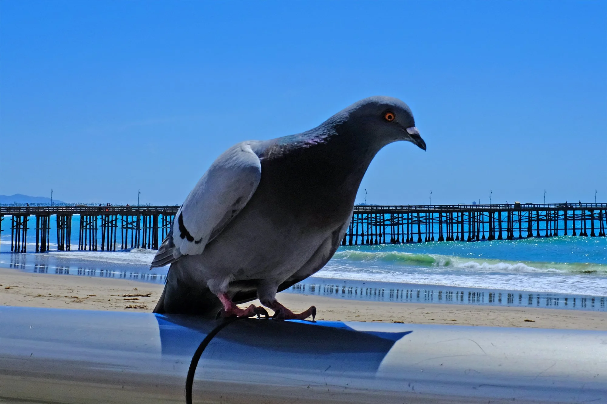 A pigeon standing on the roof of a vehicle at a beach with the pier, ocean, and blue sky in the background.