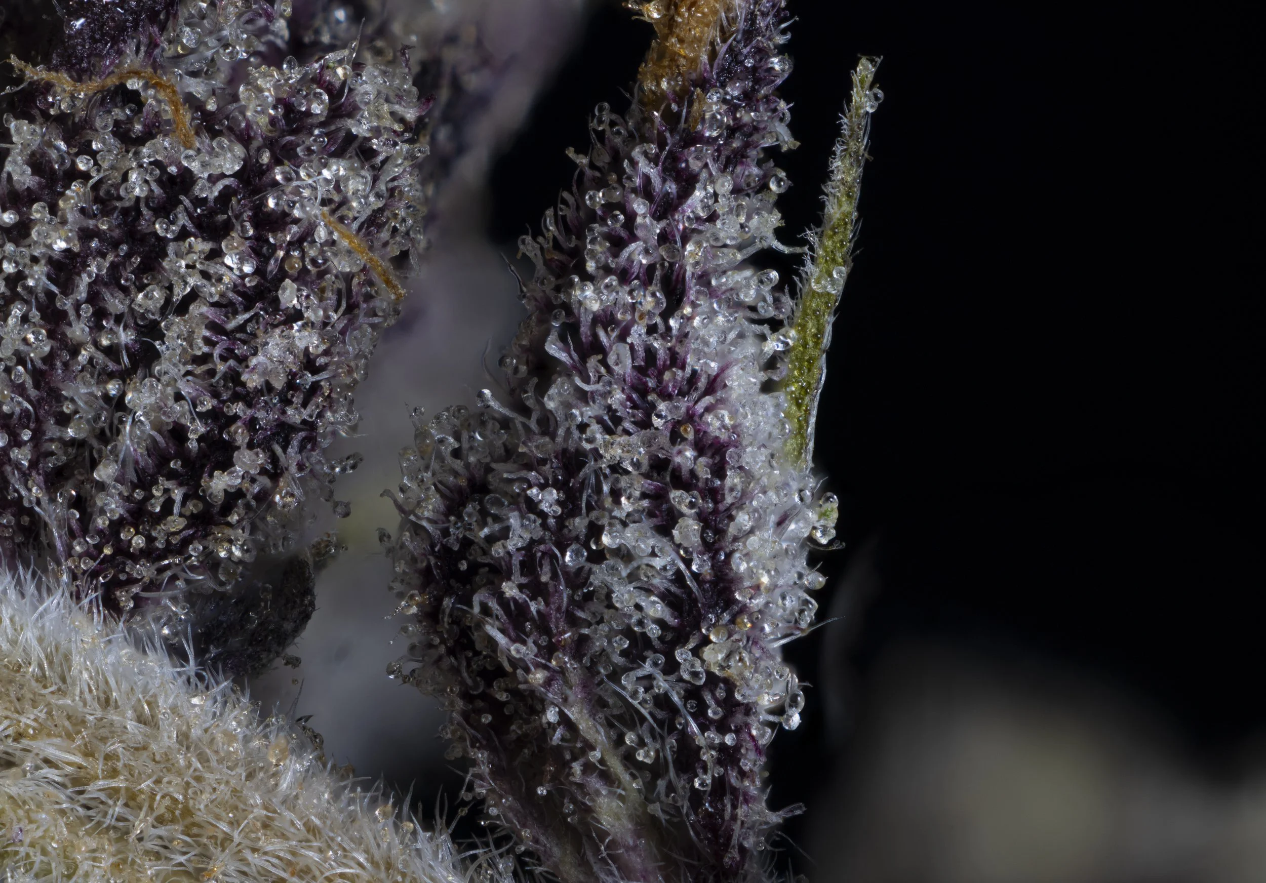 Dankhouse Vendor Day - renton