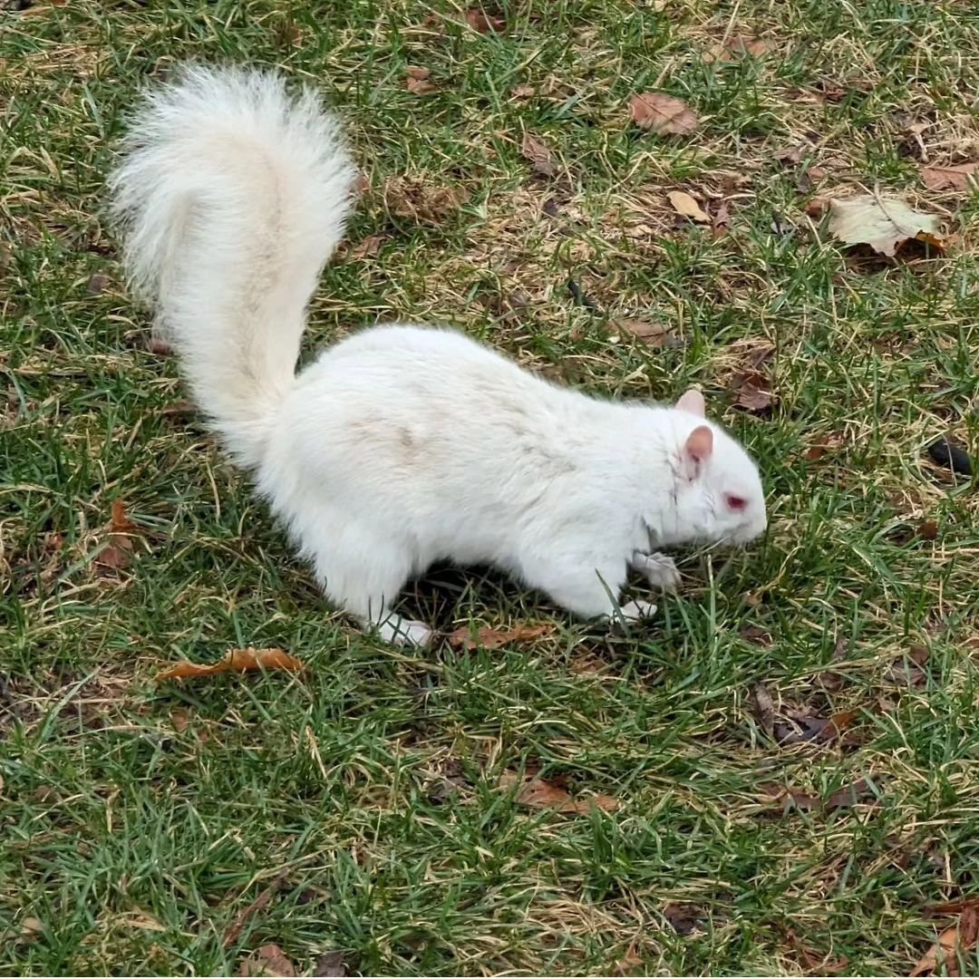 An Albino squirrel!! I think I'll name him Edgar!🎸