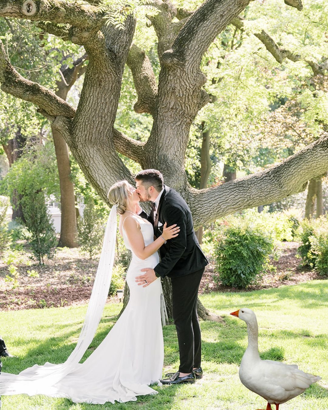 🌿 Goose Ring Bearers🪿

Lean into a chic country wedding vibe with this one of a kind opportunity!

We&rsquo;re excited to announce our newest wedding add-on:
✨ Goose Ring Bearers ✨

Adorable. Unpredictable. Mildly chaotic.

What could possibly go w