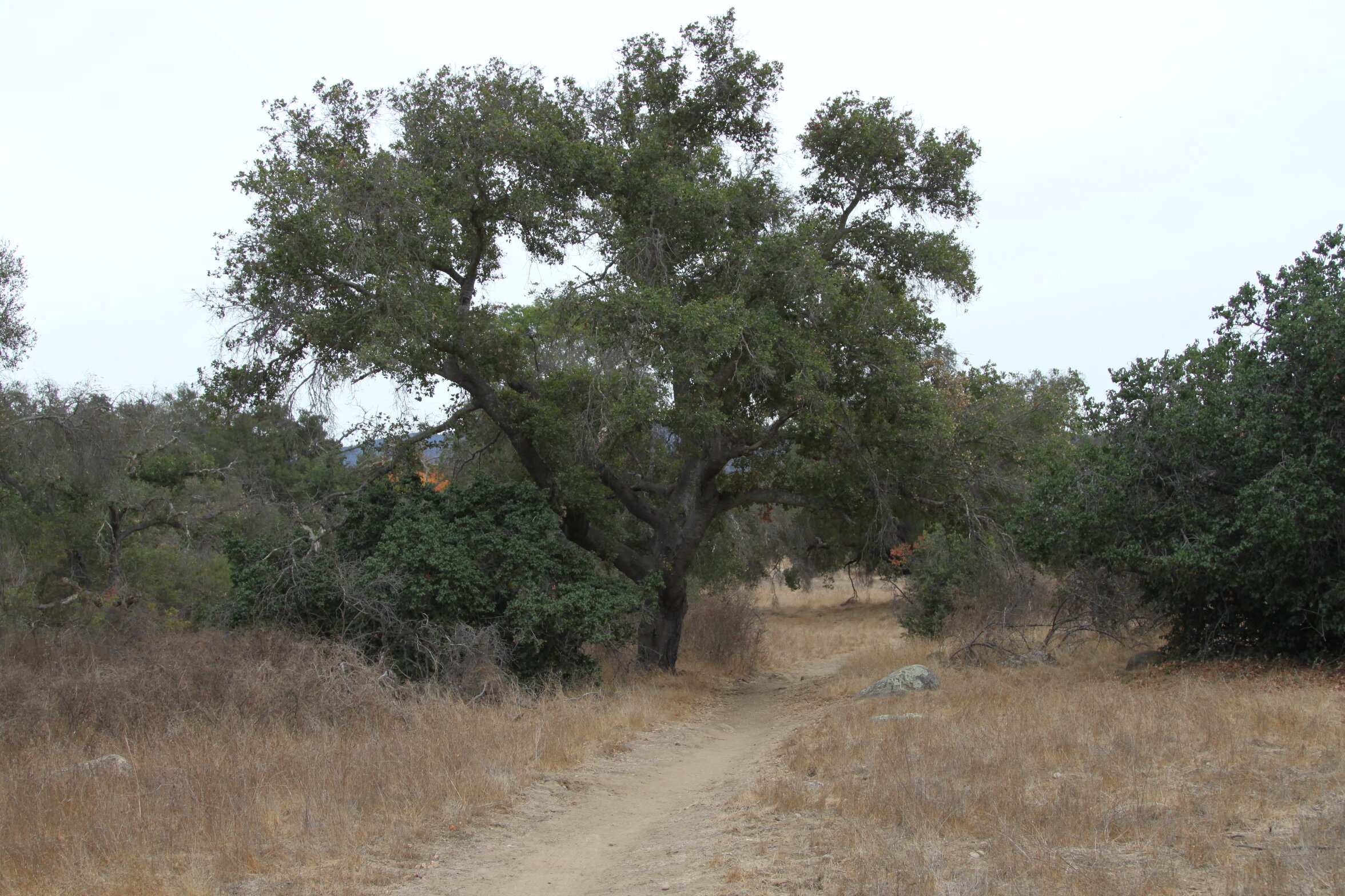 Green Valley Project Grows into Existence