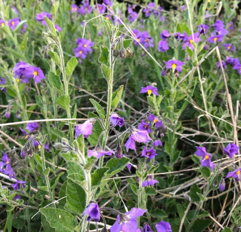 Gardening with Native Plants