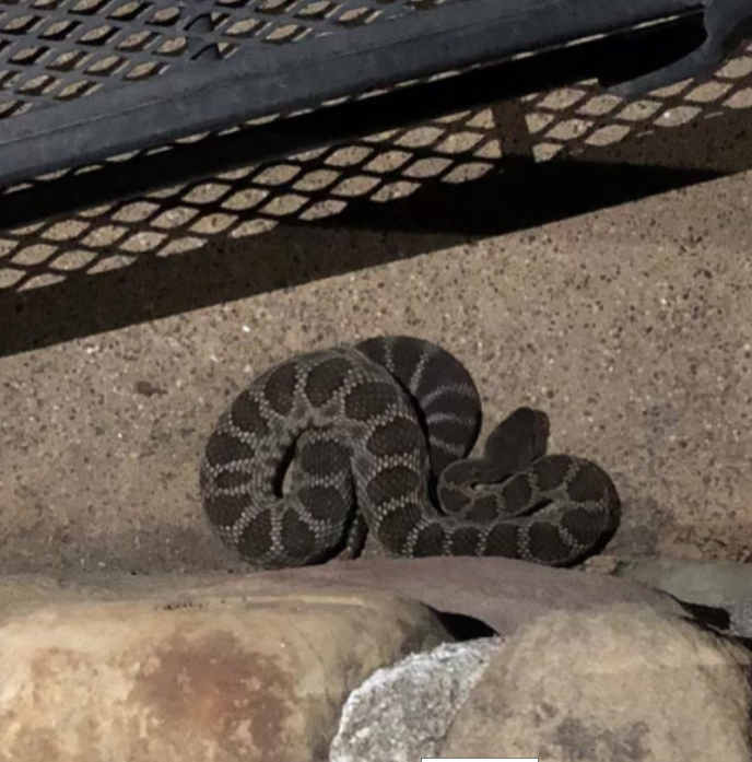 Rattlesnakes