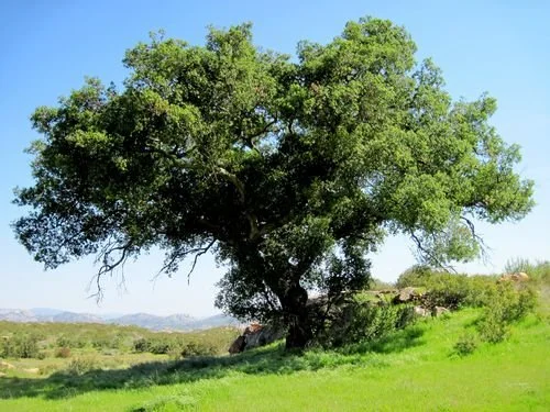 Lets Talk Trees