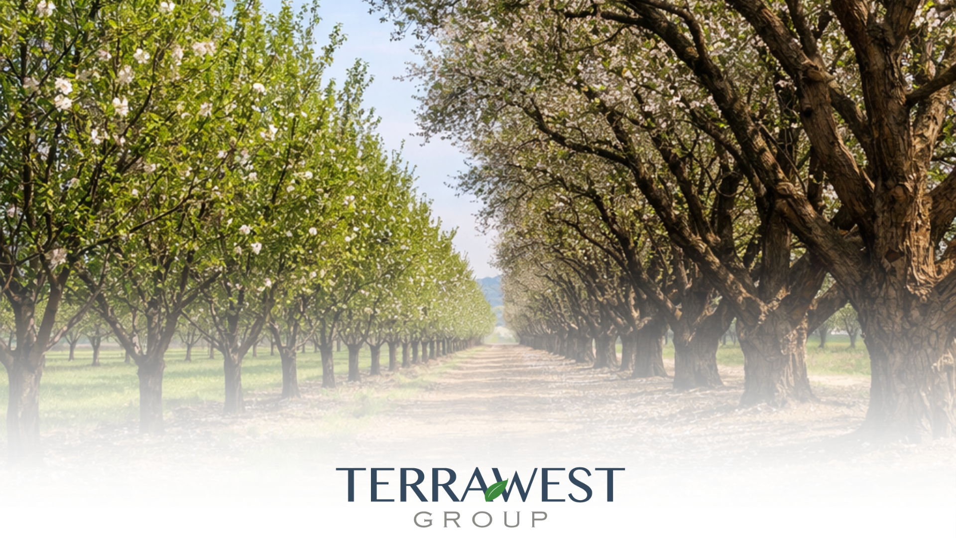 The New Economics of Almond Production and the Pressure on Underlying Land Values