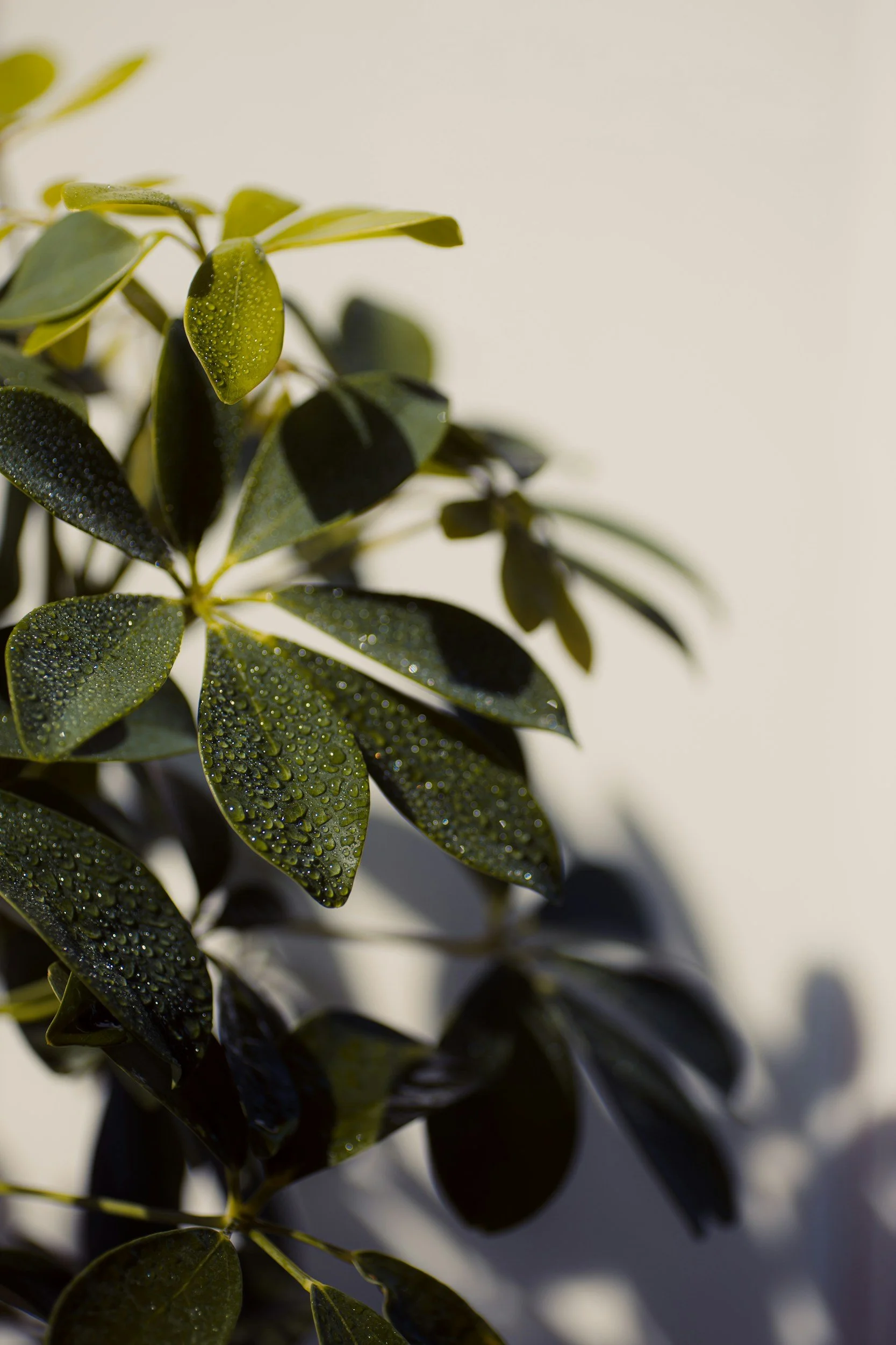 Close-up of green leaves with water droplets on a white background.