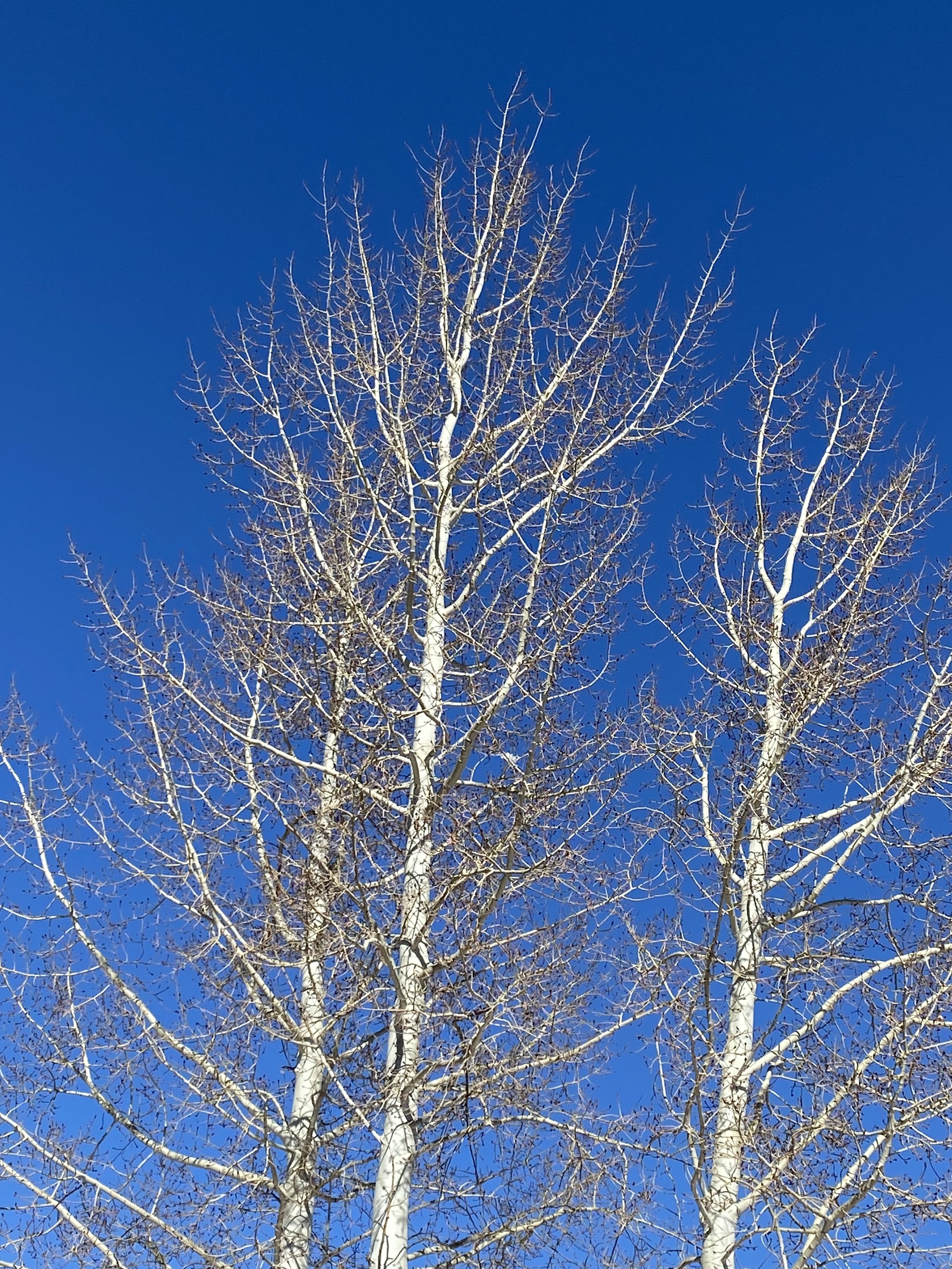 Dying Wishes, Living Wants