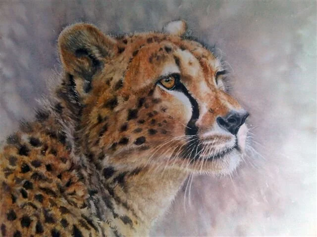 cheetah-portrait.jpg