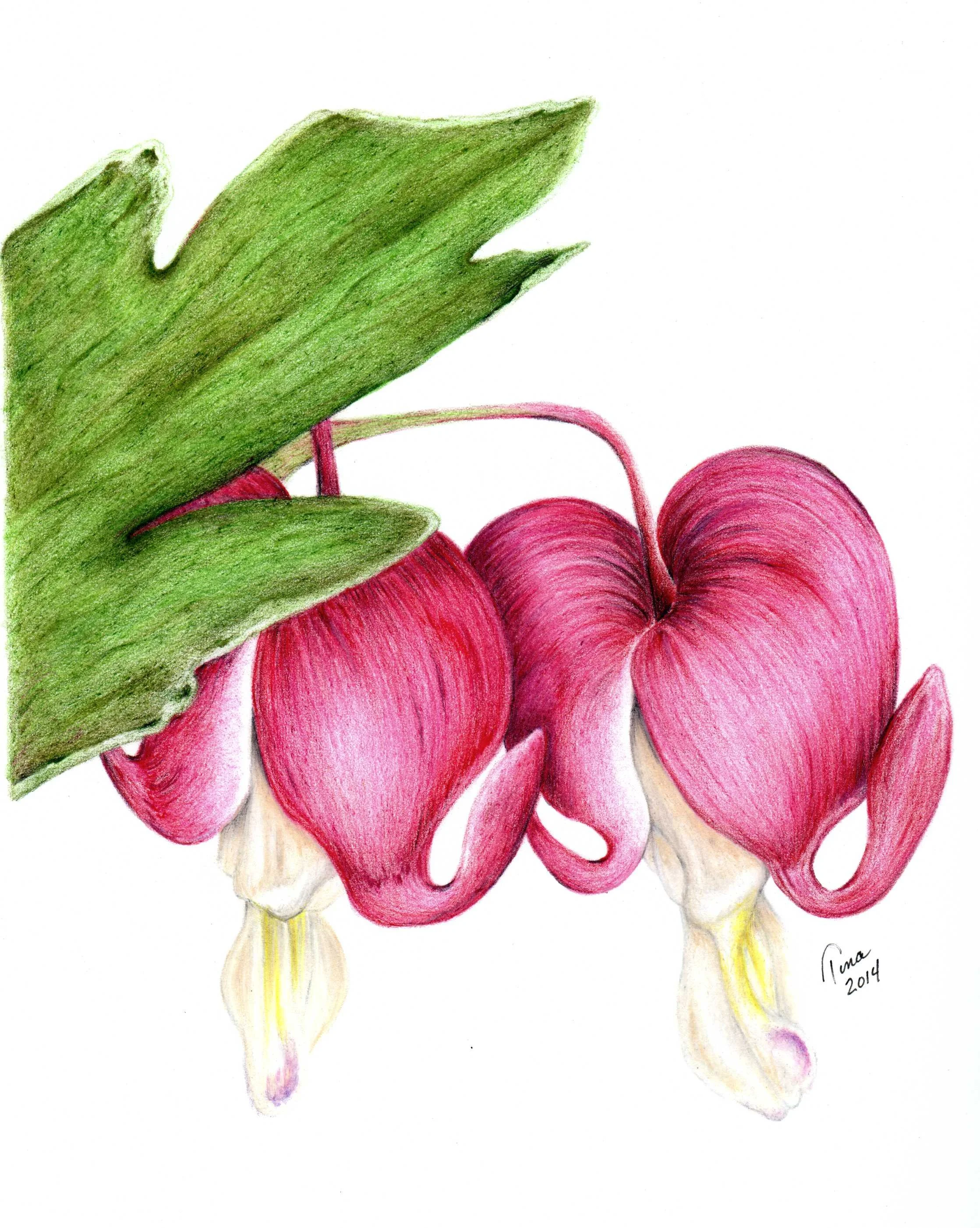 "Bleeding Heart" colored pencil