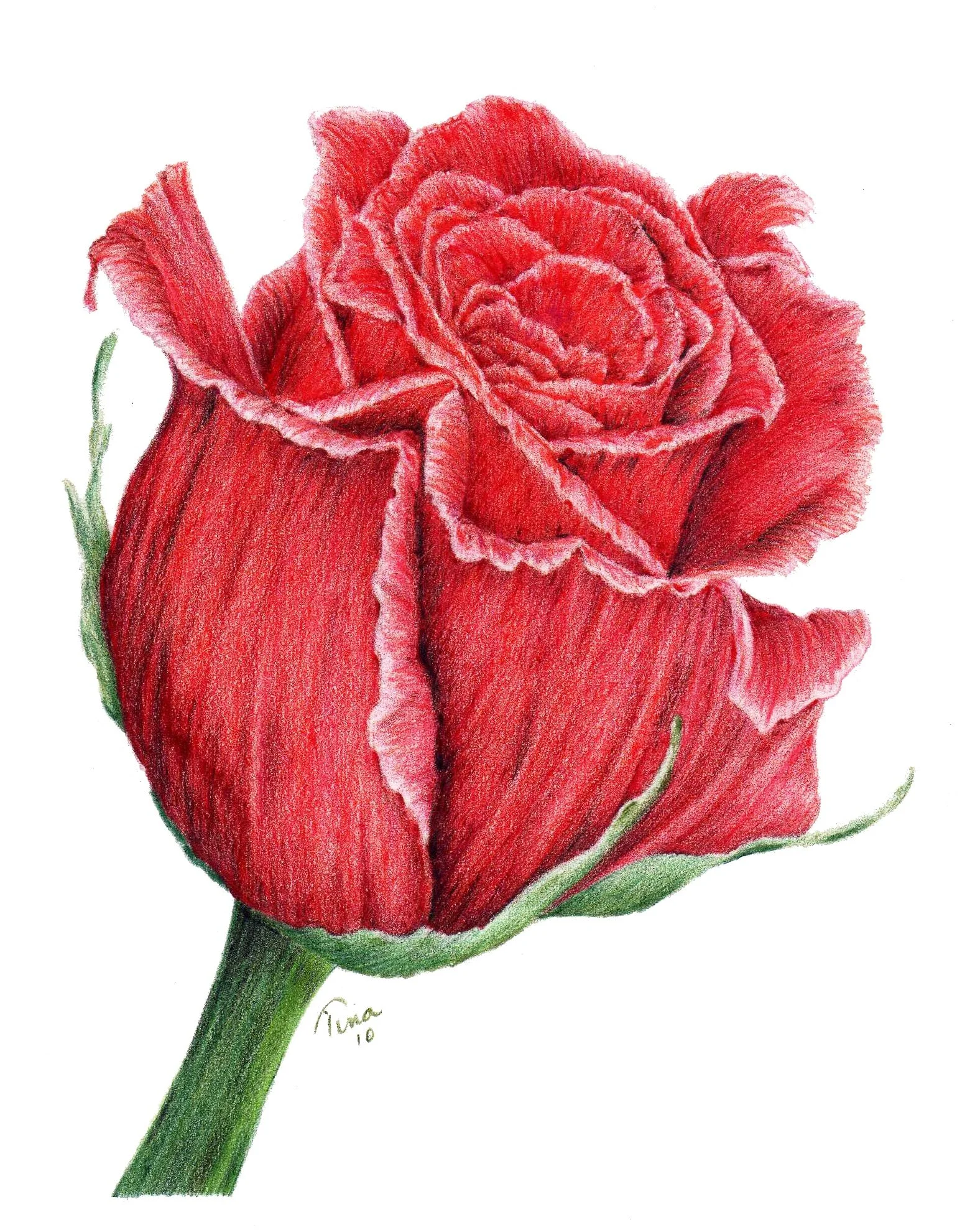 Rose Colored Pencil, 5"x7"