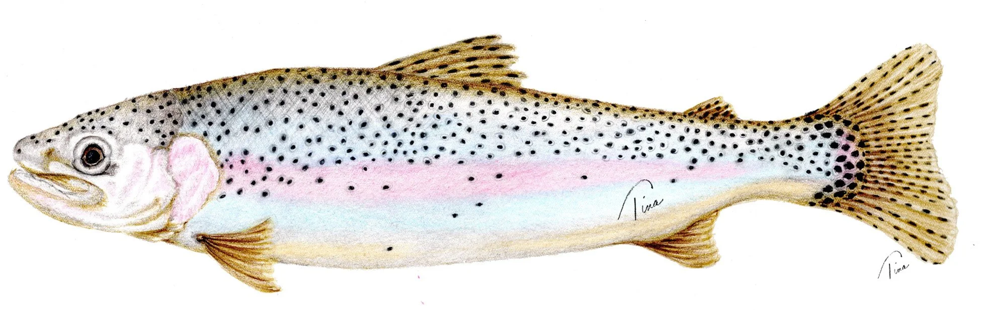 "Chasing Rainbows" Colored Pencil