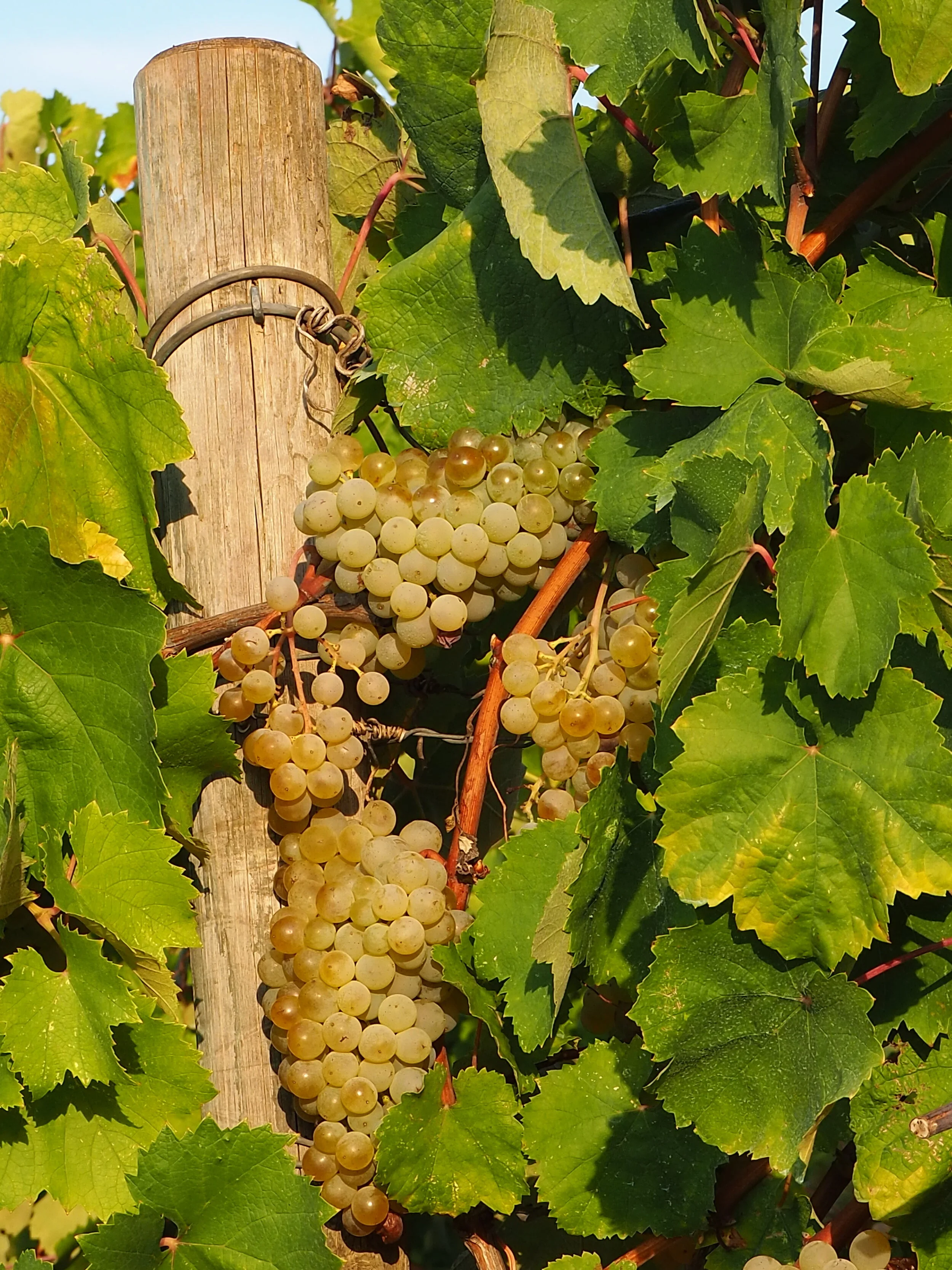 Verdeca, Valle d'Itria wines