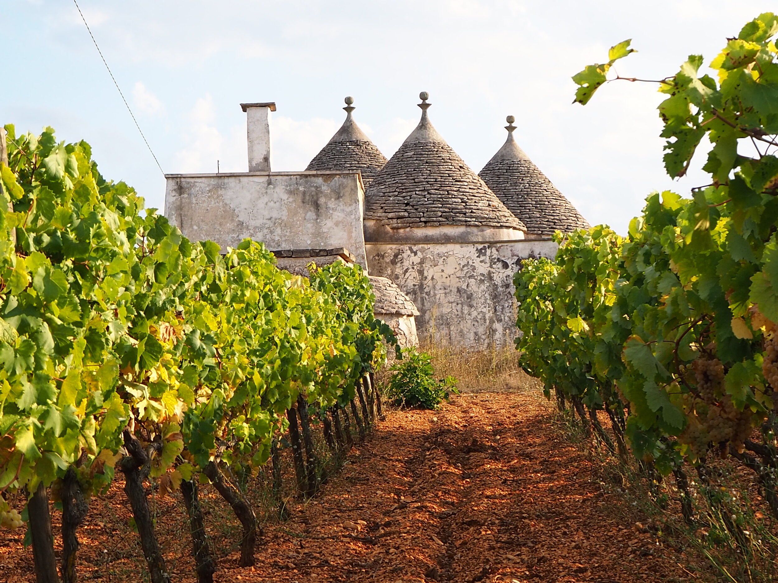 Contrada Carpari vineyard (Silos, Valle d'Itria IGT Bianco) Field blend of Verdeca, Bianco d'Alessano, Minutolo, Maresco.