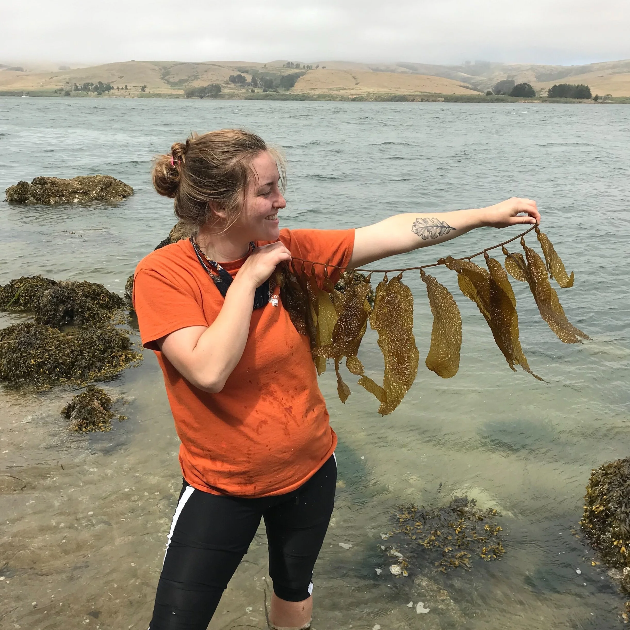Searching for seaweed in Tomales Bay