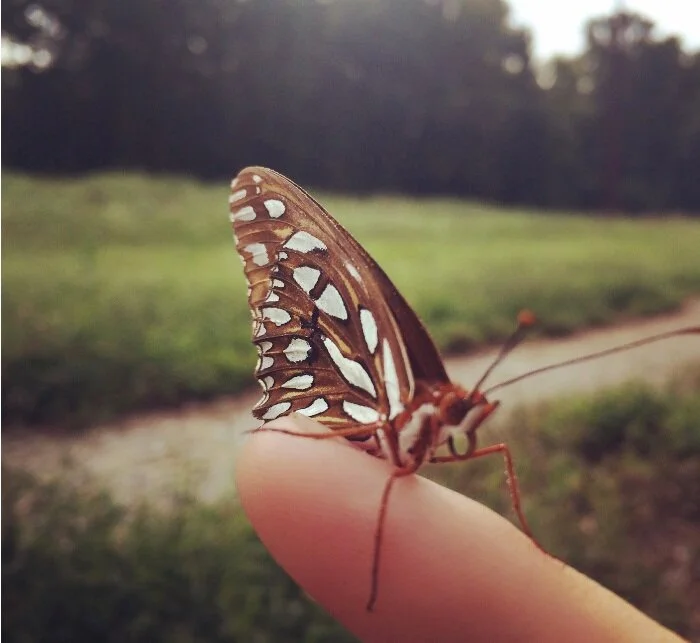 butterfly4.jpg