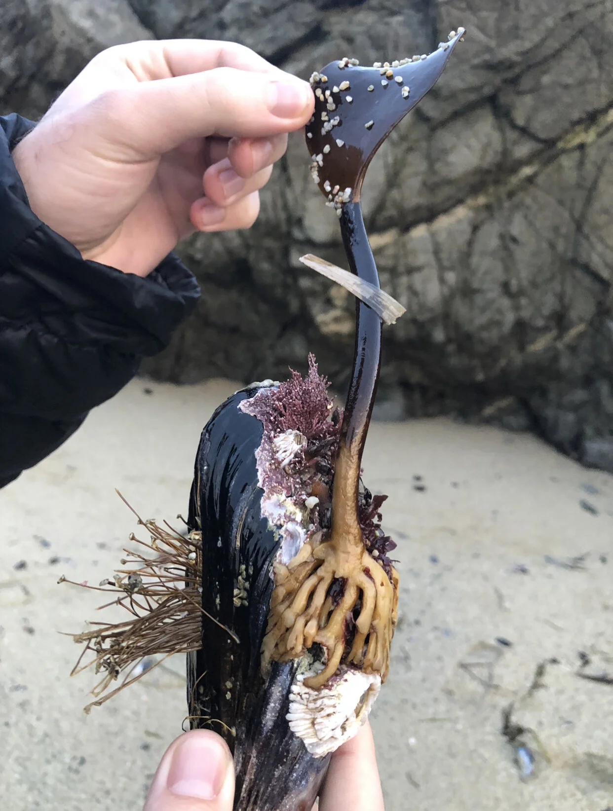 Mussels and algae and barnacles - oh my!