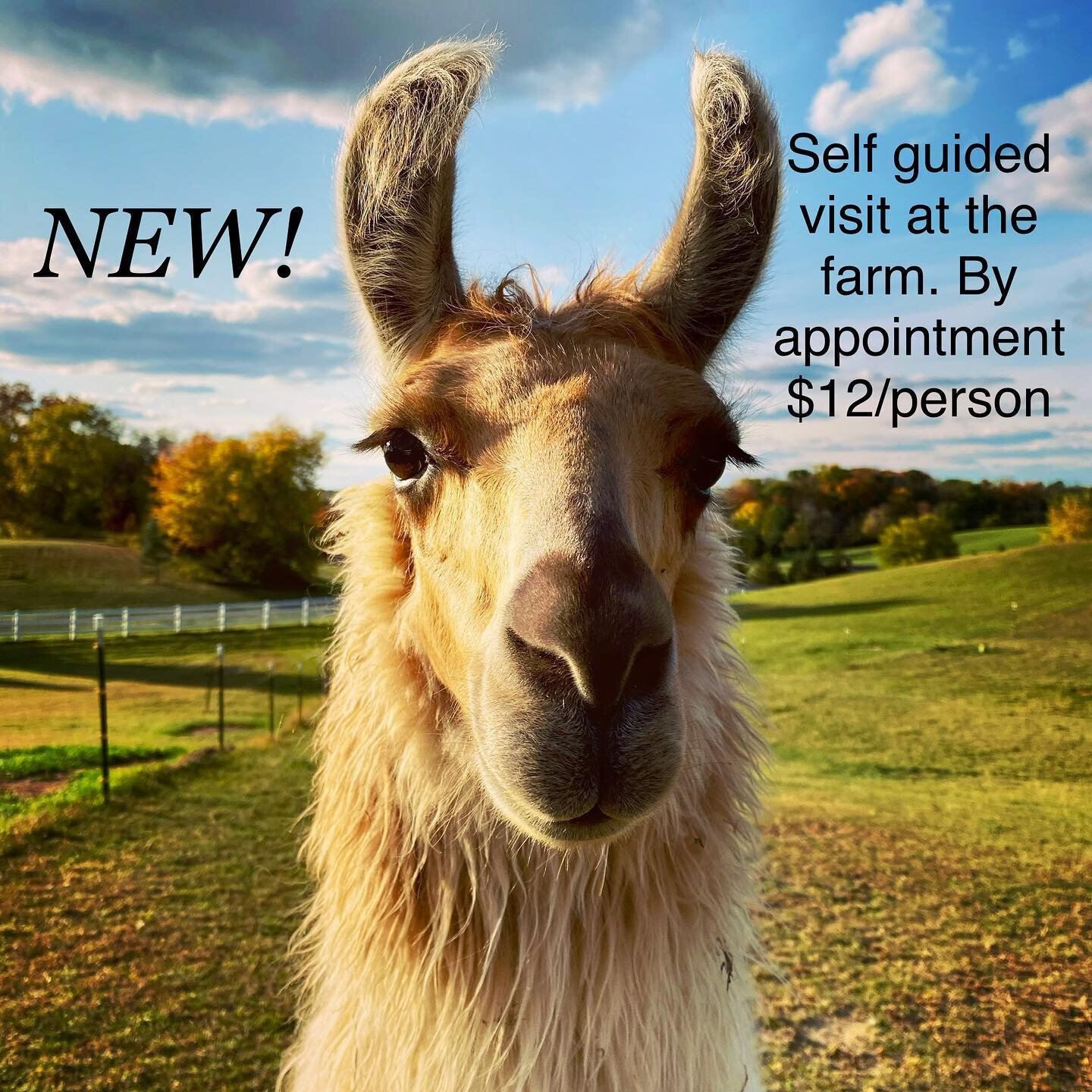 ADDITIONAL offering at the farm! Feed, snuggle &amp; spend time with our animals on a self guided tour. 
🦙 🐐 🐓 🦚 

We also still offer the full guided experience, birthday parties &amp; custom events as well!
🎉🎈

Our llamas, goats, chickens &am