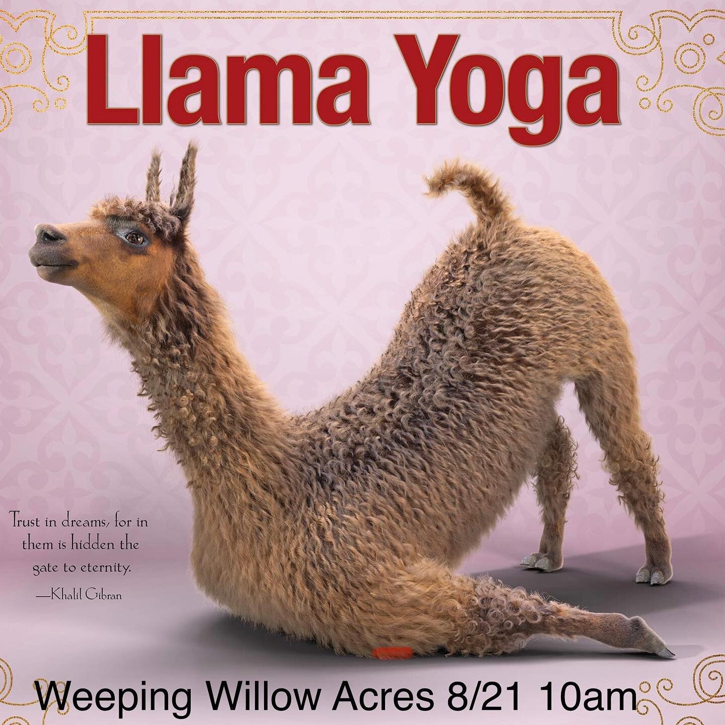 Yoga with the llamas! 8/21 at 10am. $50/car, invite as many friends as you can fit in. Lemonade and time with the animals after! Space is limited, contact the farm to schedule. 

This is an all-levels Vinyasa Yoga flow, 50 minute class led by yoga te