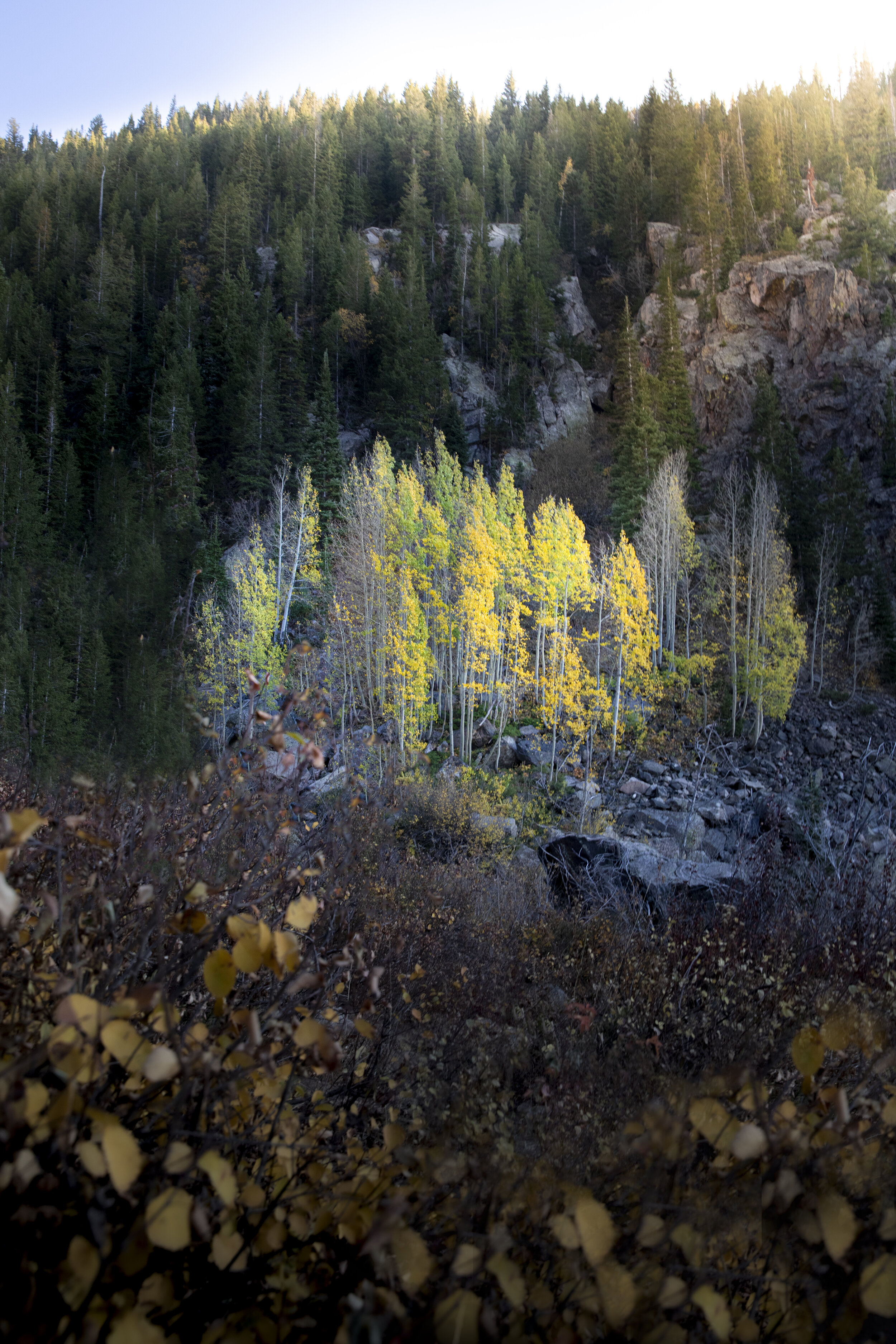 Sunset Aspens