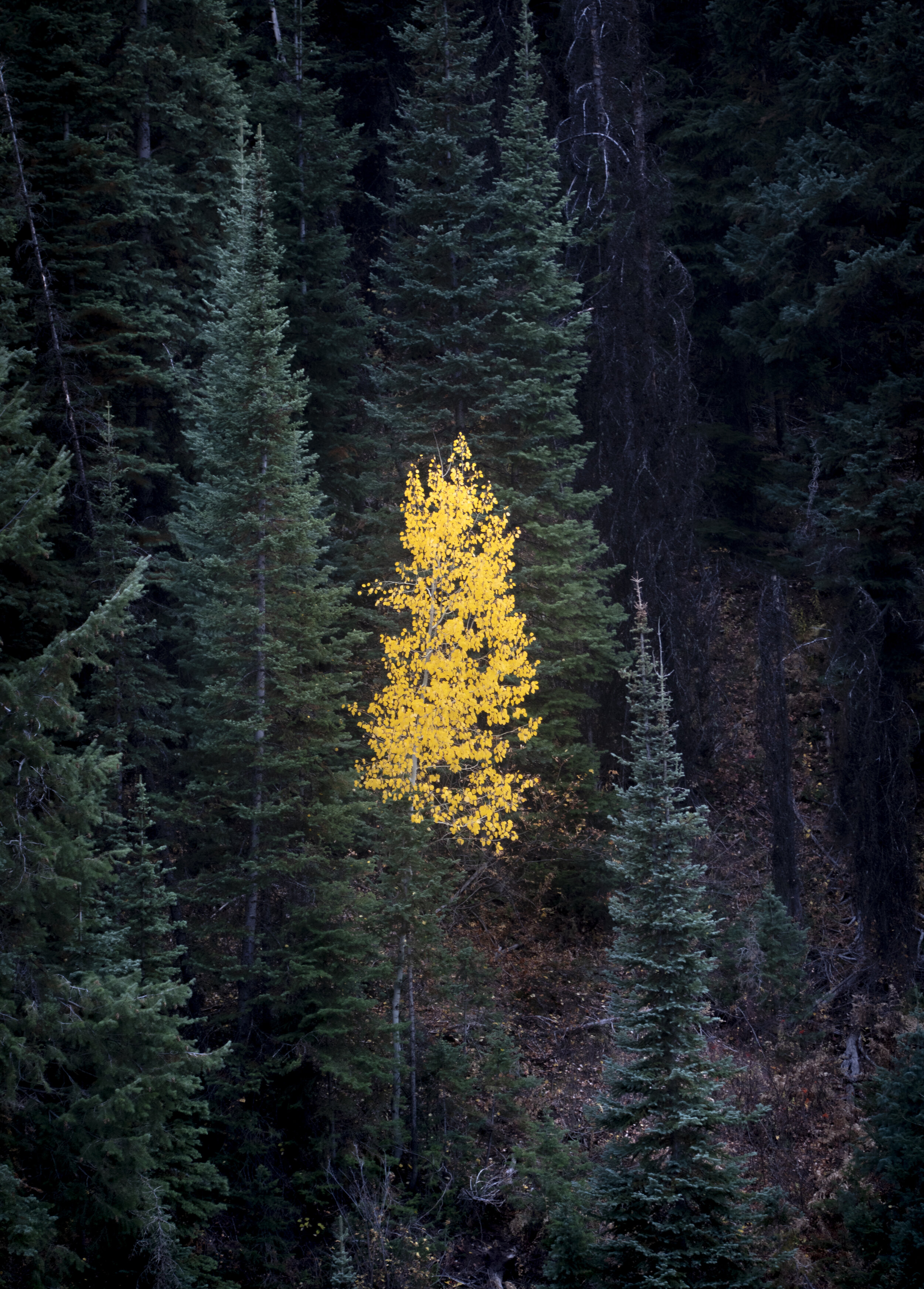 Lonely Aspen.jpg