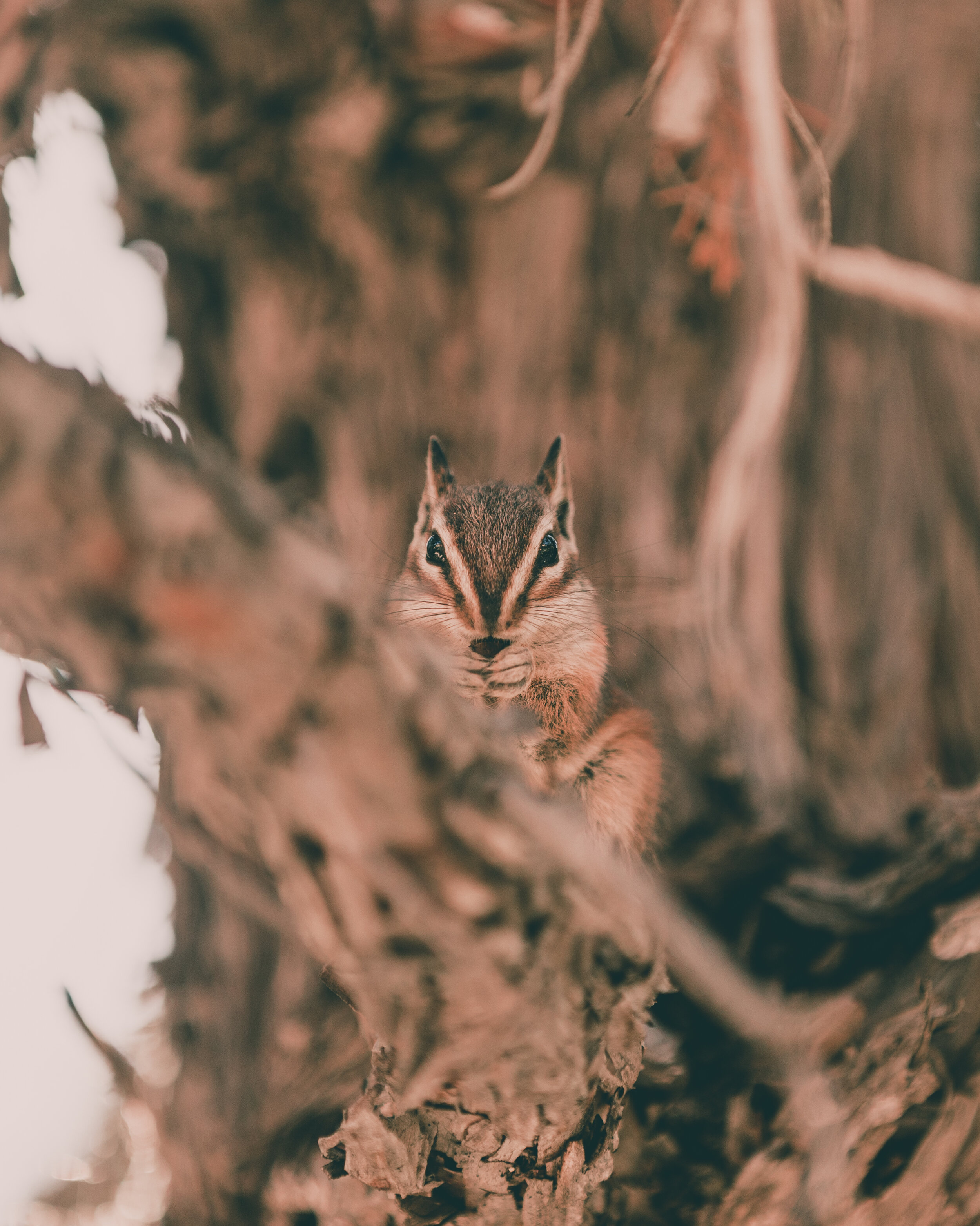 Bryce Chipmunkthingy.jpg